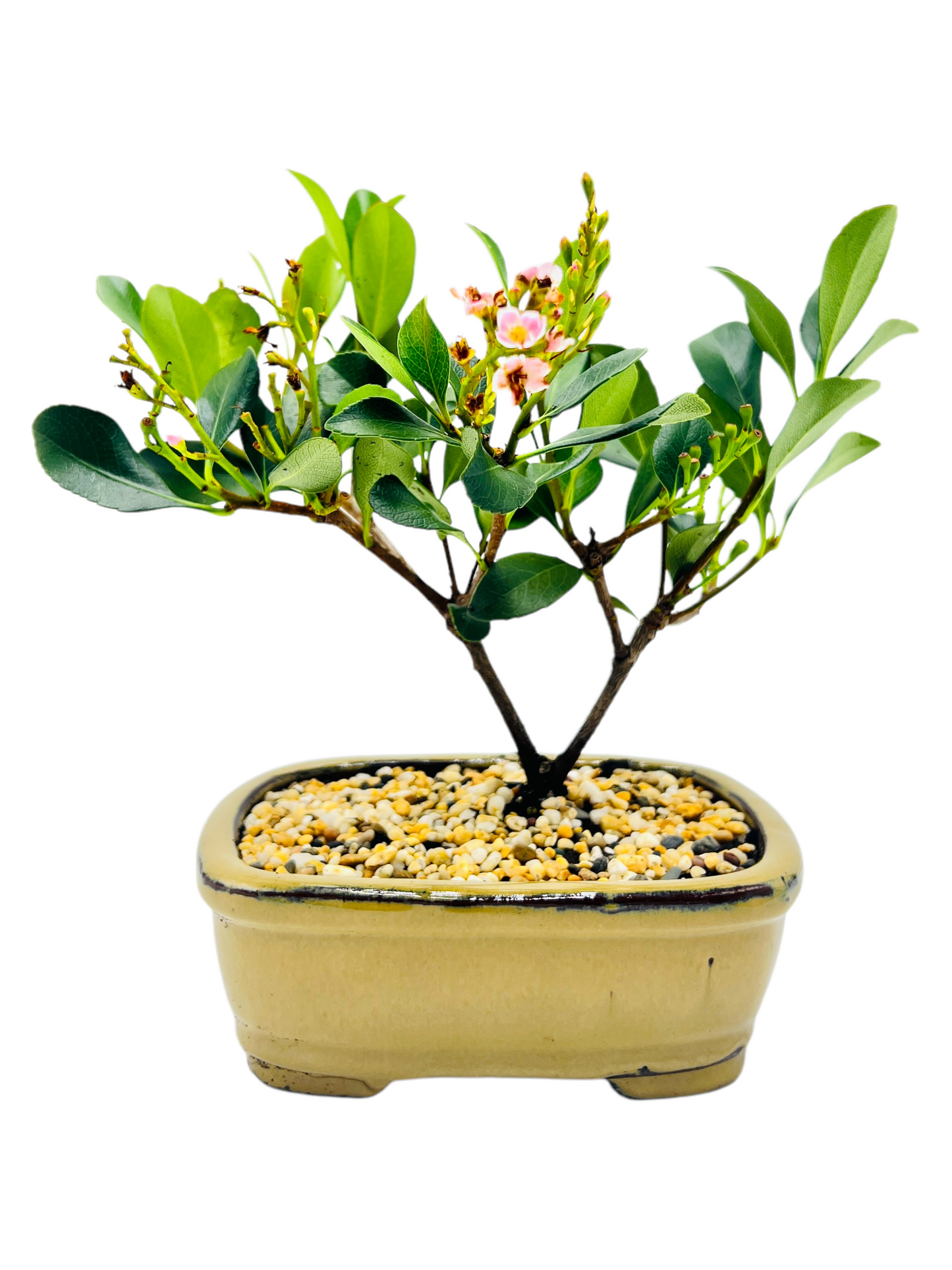 Hawthorn “Cherry Blossom” Bonsai Tree 7 inch