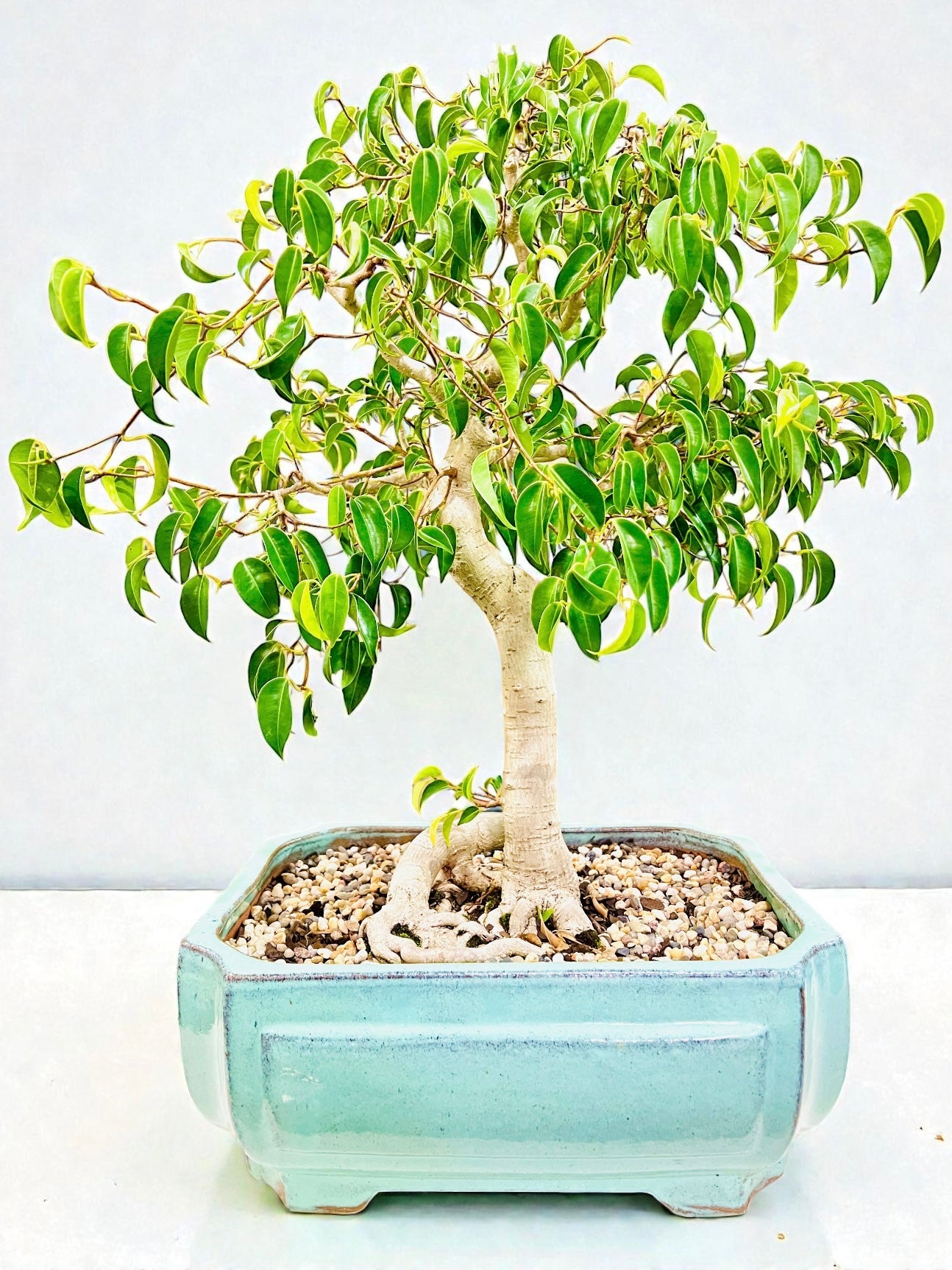 Weeping Fig Bonsai Tree 15 Years Old 70cm Tall