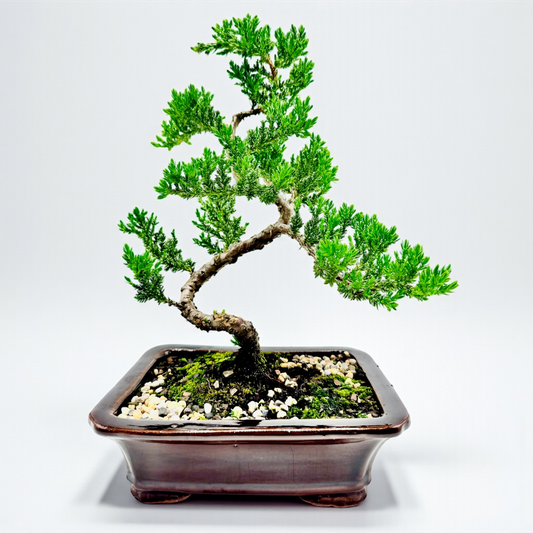 8 Inch Juniper Squamata Bonsai Tree - Black Rectangle Pot