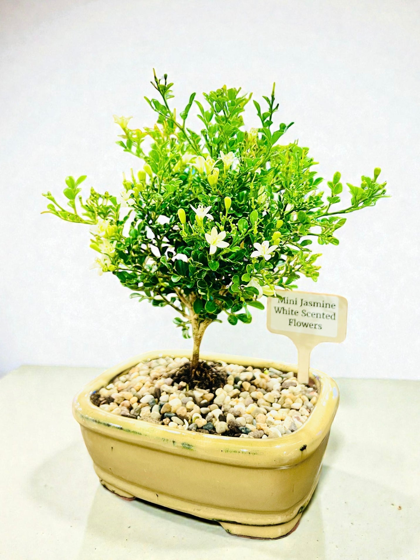 8 Inch Mini Jasmine Bonsai Tree