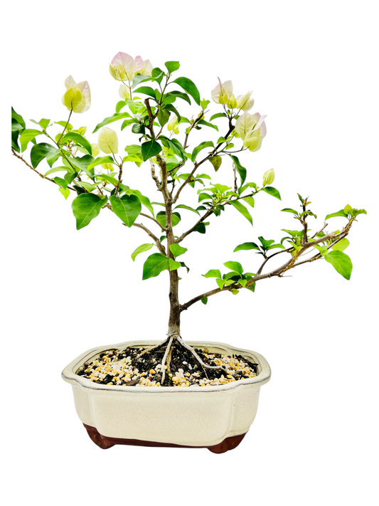 10” White/Pink Flowering Bougainvillea Bonsai Tree - Valentines Day Special