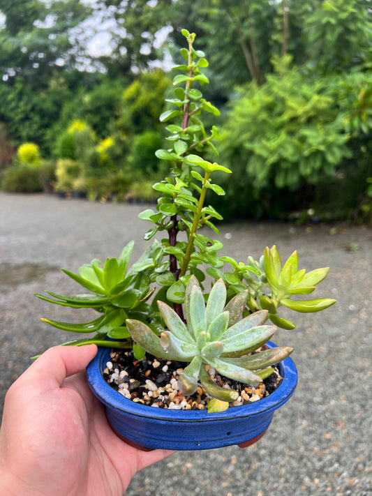 Assorted Succulents Bonsai Tree 6 Inch - Bonsai Gifts Nursery