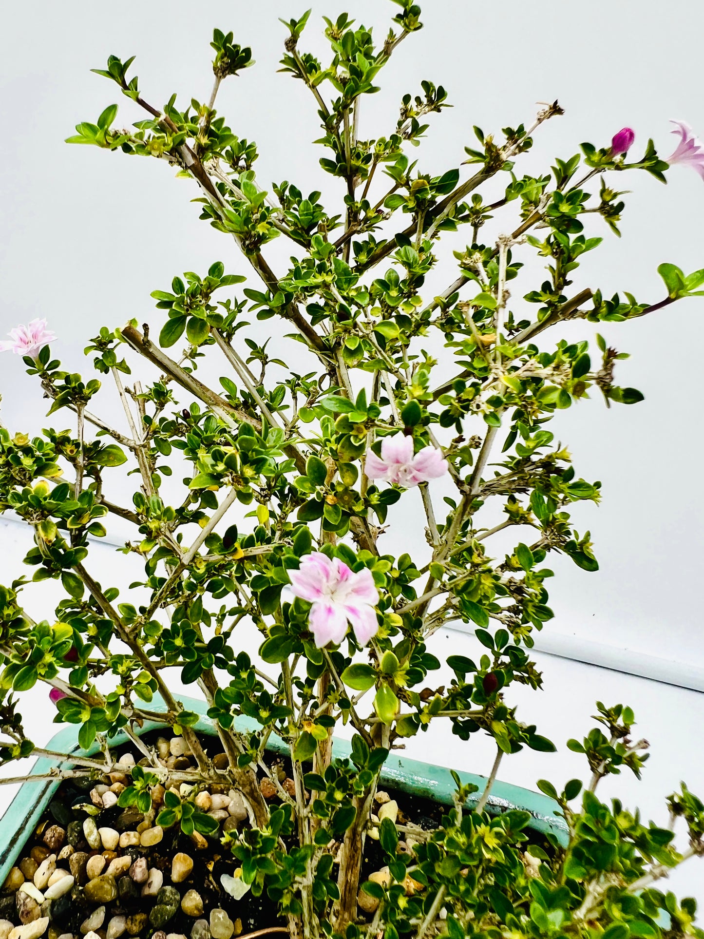 8 Inch Japanese Pink Flowering Serissa Bonsai Tree With Saucer