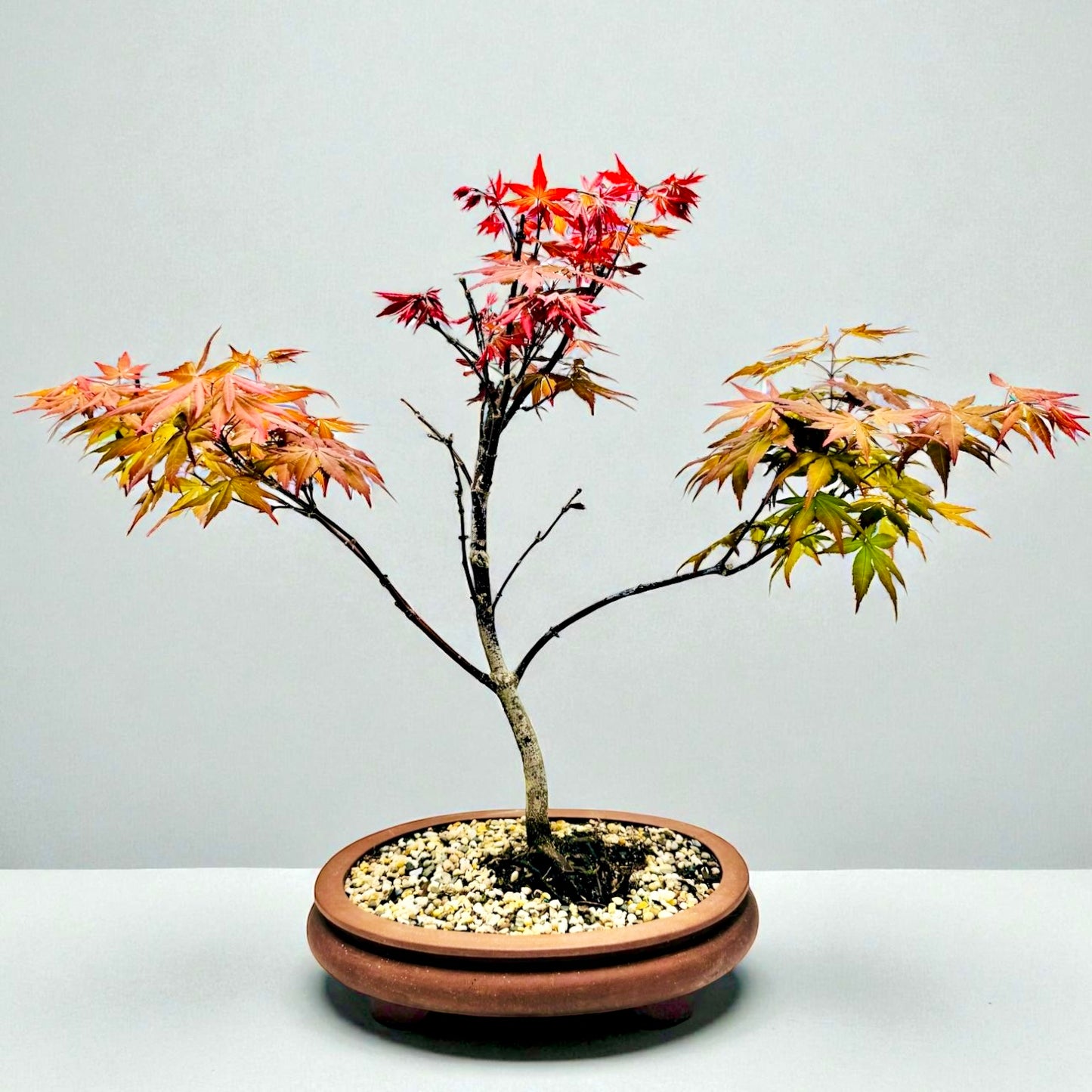 Japanese Red Maple Bonsai Tree