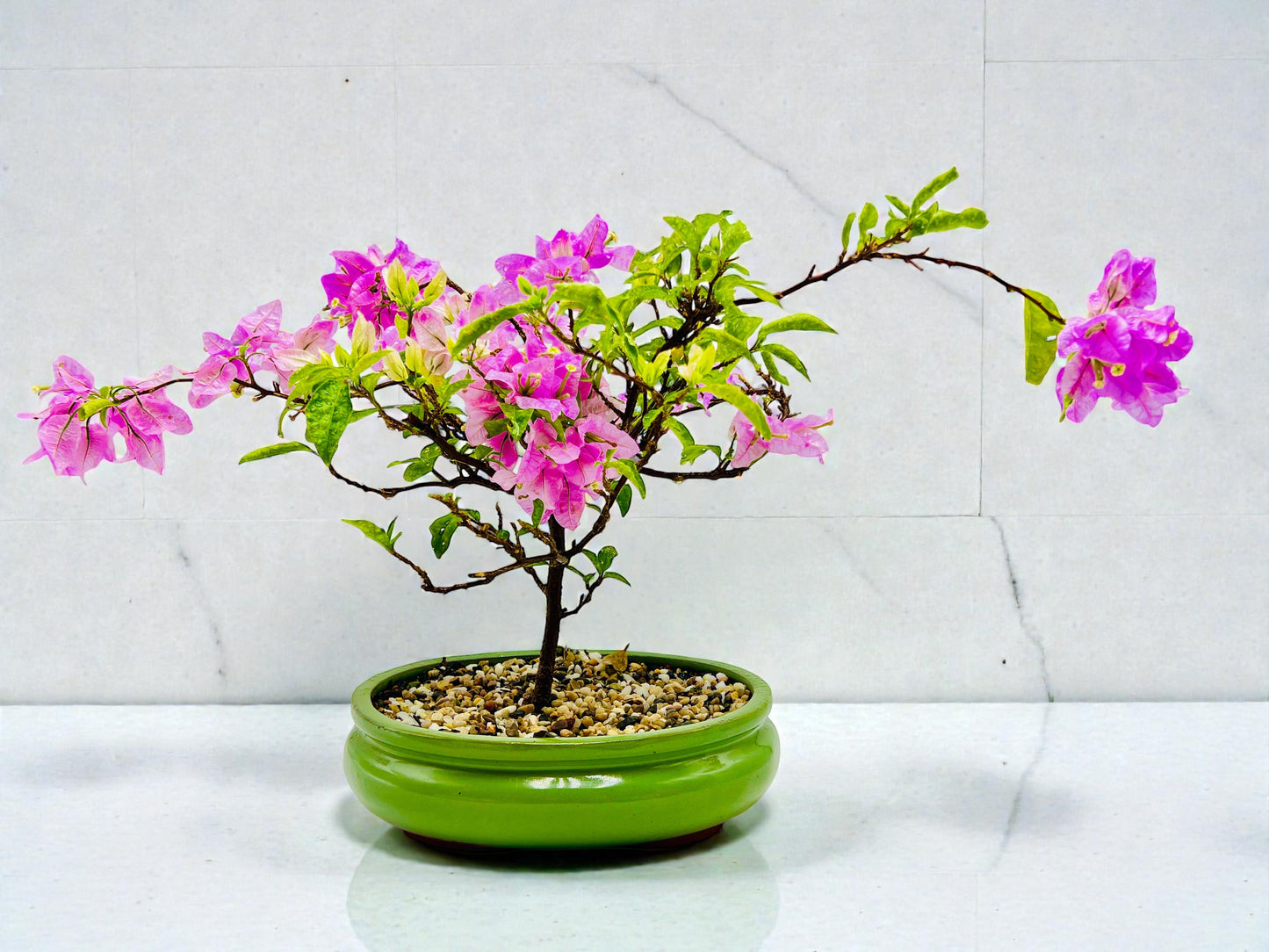 10” Pink Lavender Flowering Bougainvillea Bonsai Tree - Valentines Day Special
