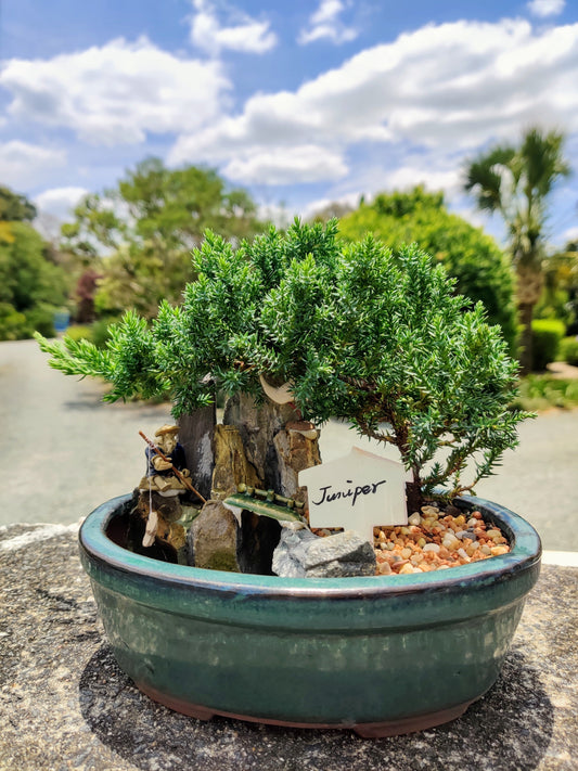 8" Juniper With Rock Feature Bonsai Tree - Bonsai Gifts Nursery