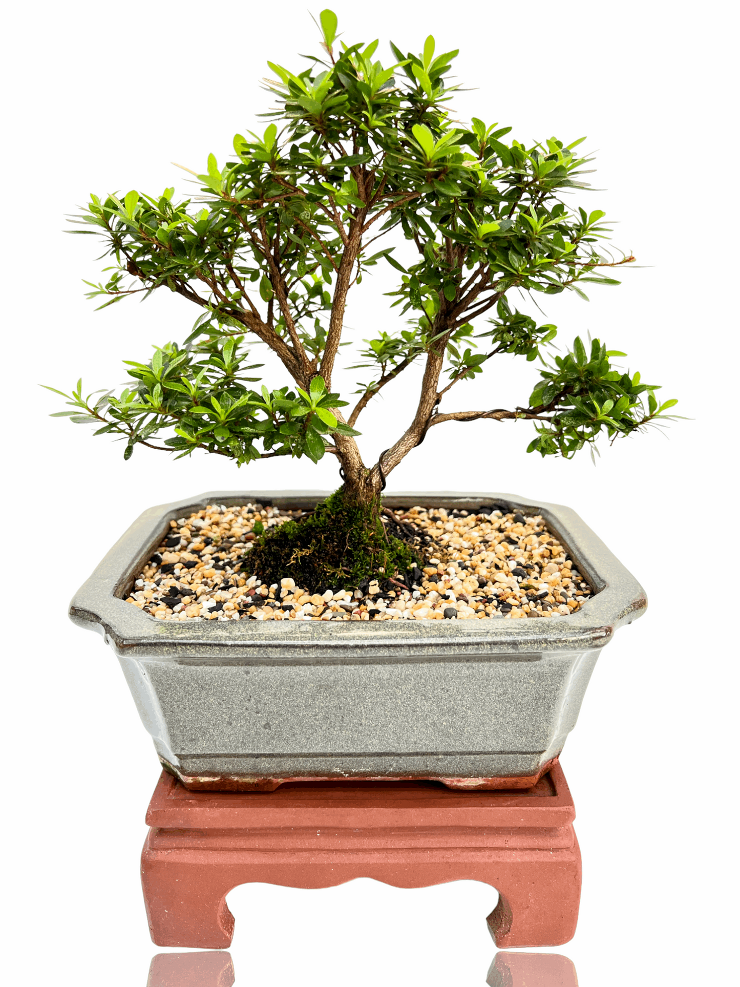 8” Saotome Azalea Bonsai Tree - Bonsai Gifts Nursery