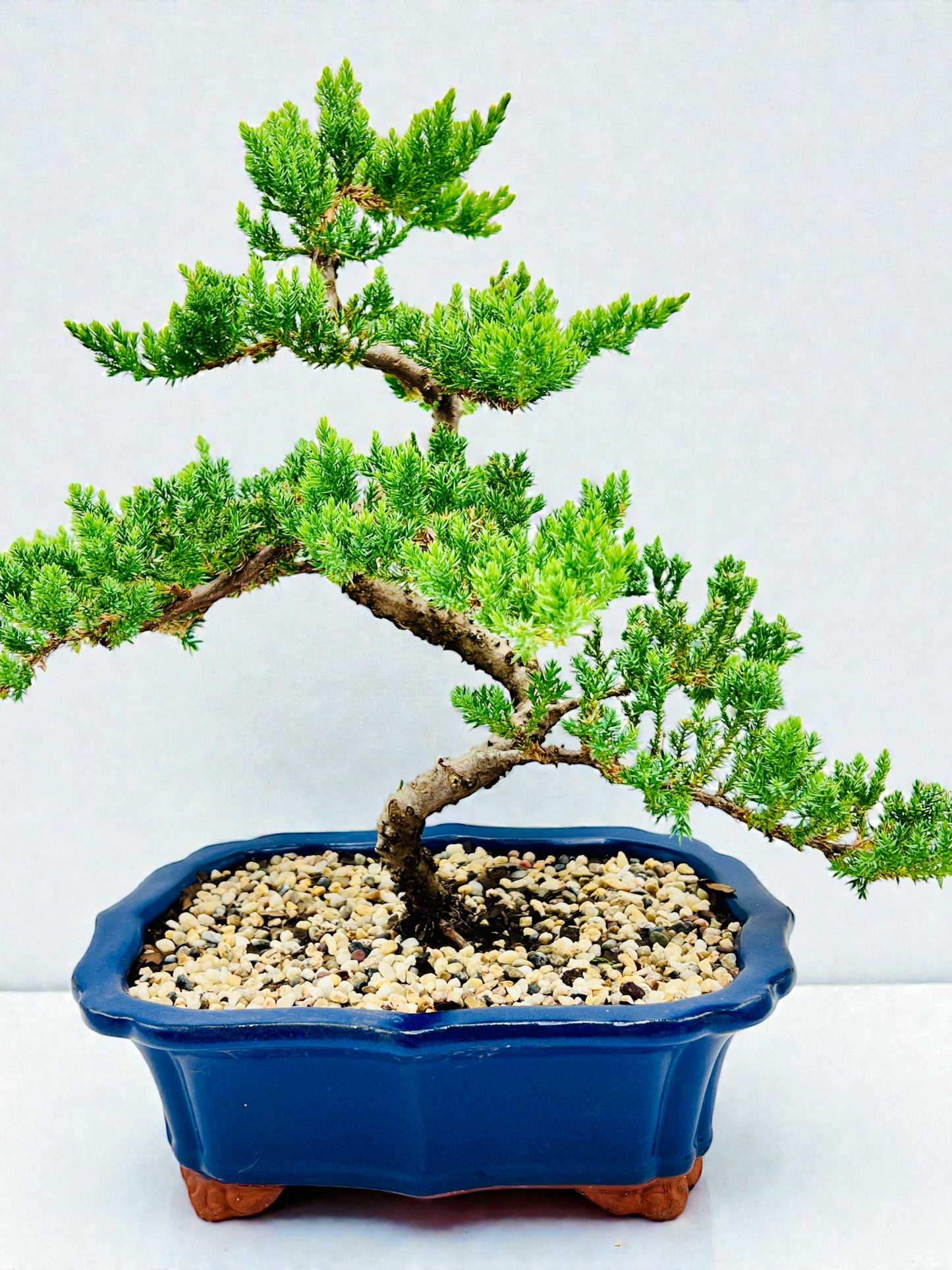 Advanced Twisted Trunk Juniper Squamata Bonsai Tree