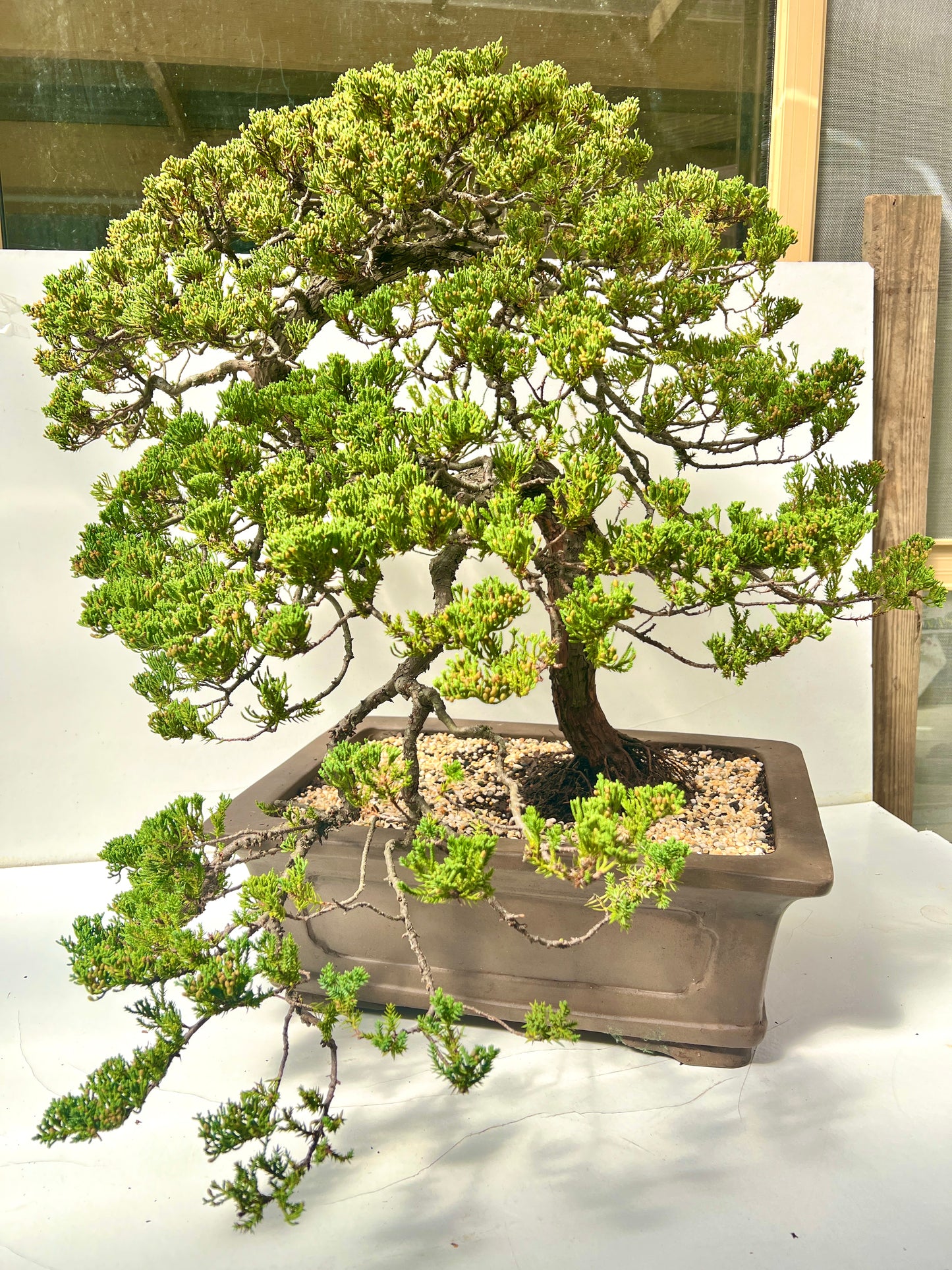 24 Year Old Juniper Squamata Bonsai Tree 85cm Tall - Bonsai Gifts Nursery