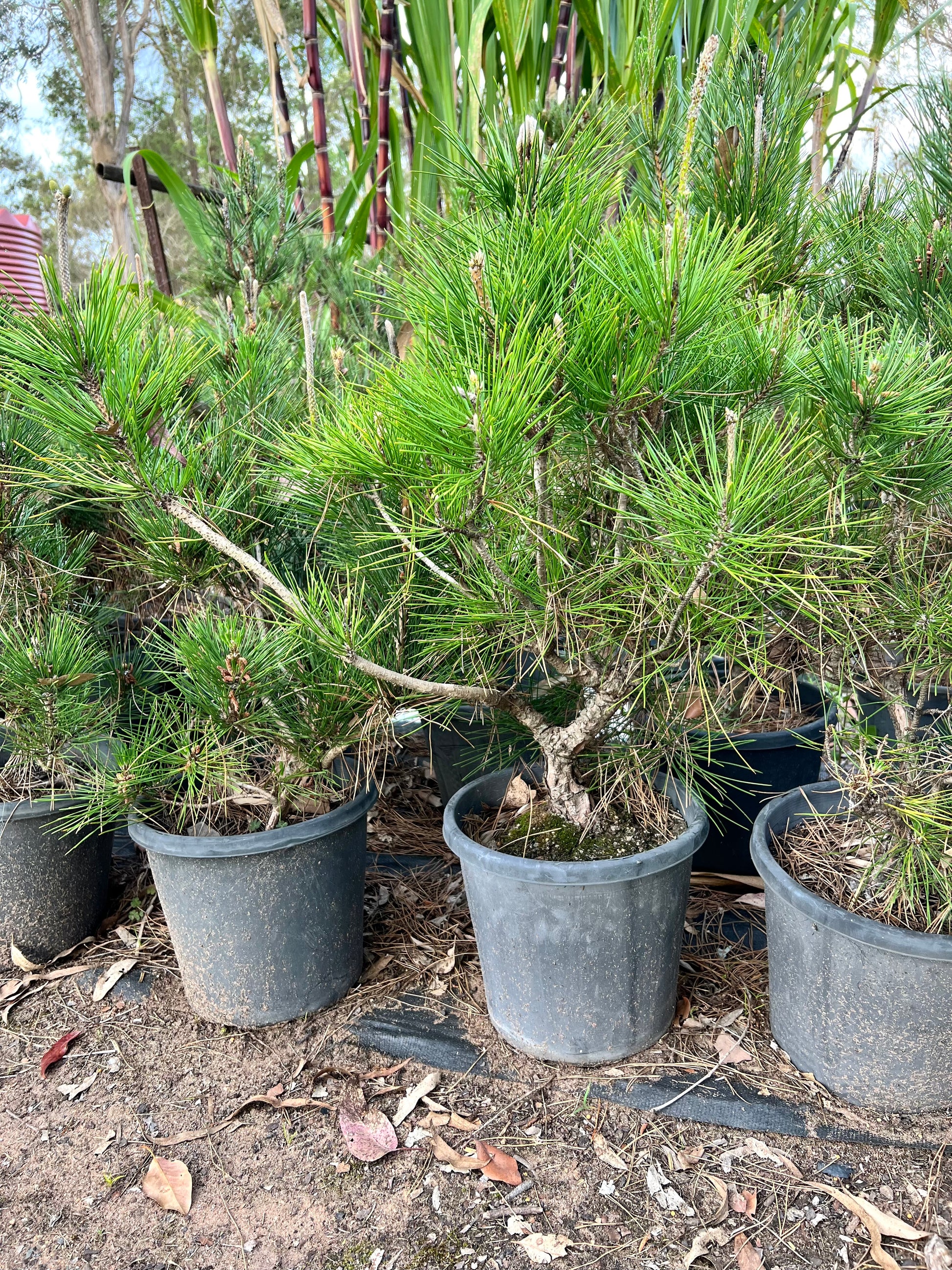 12” Japanese Black Pine DIY Bonsai Tree - Bonsai Gifts Nursery