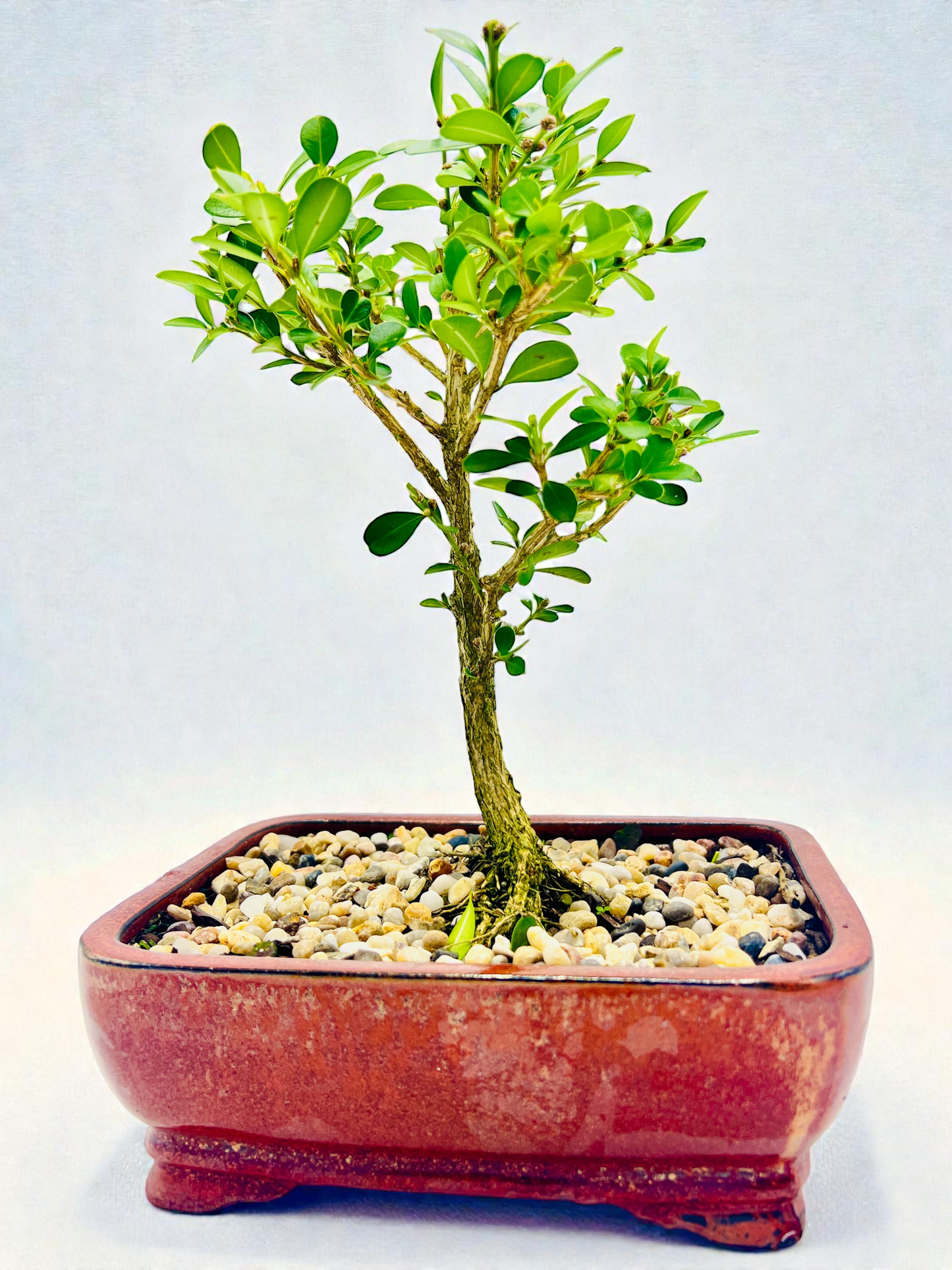 Japanese Boxwood 8" Bonsai Tree - Rustic Pot