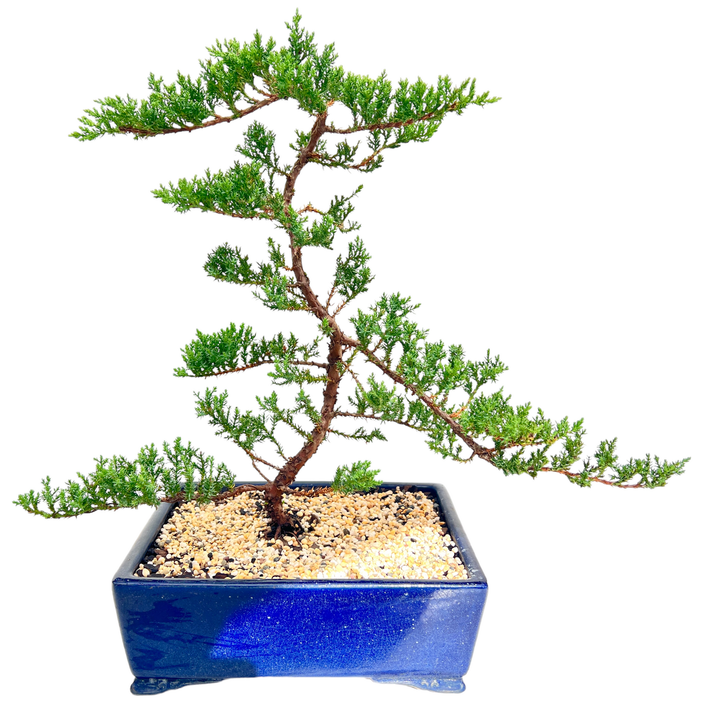 Large Juniper Squamata Bonsai Tree 12 Inch - Bonsai Gifts Nursery