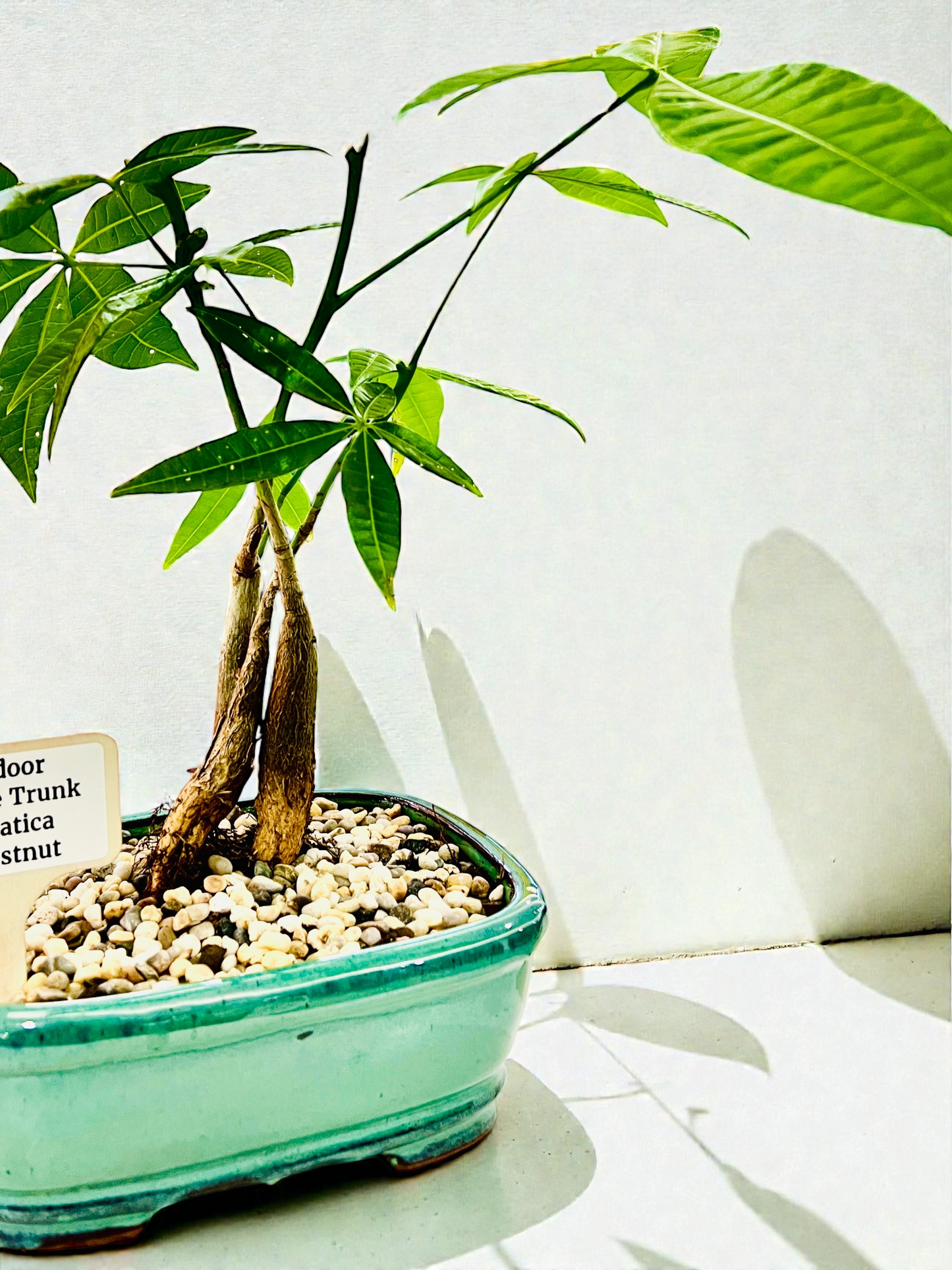 Triple Trunk Indoor Guiana Chestnut “Pachira Aquatica” Bonsai Tree 8 Inch 发财树