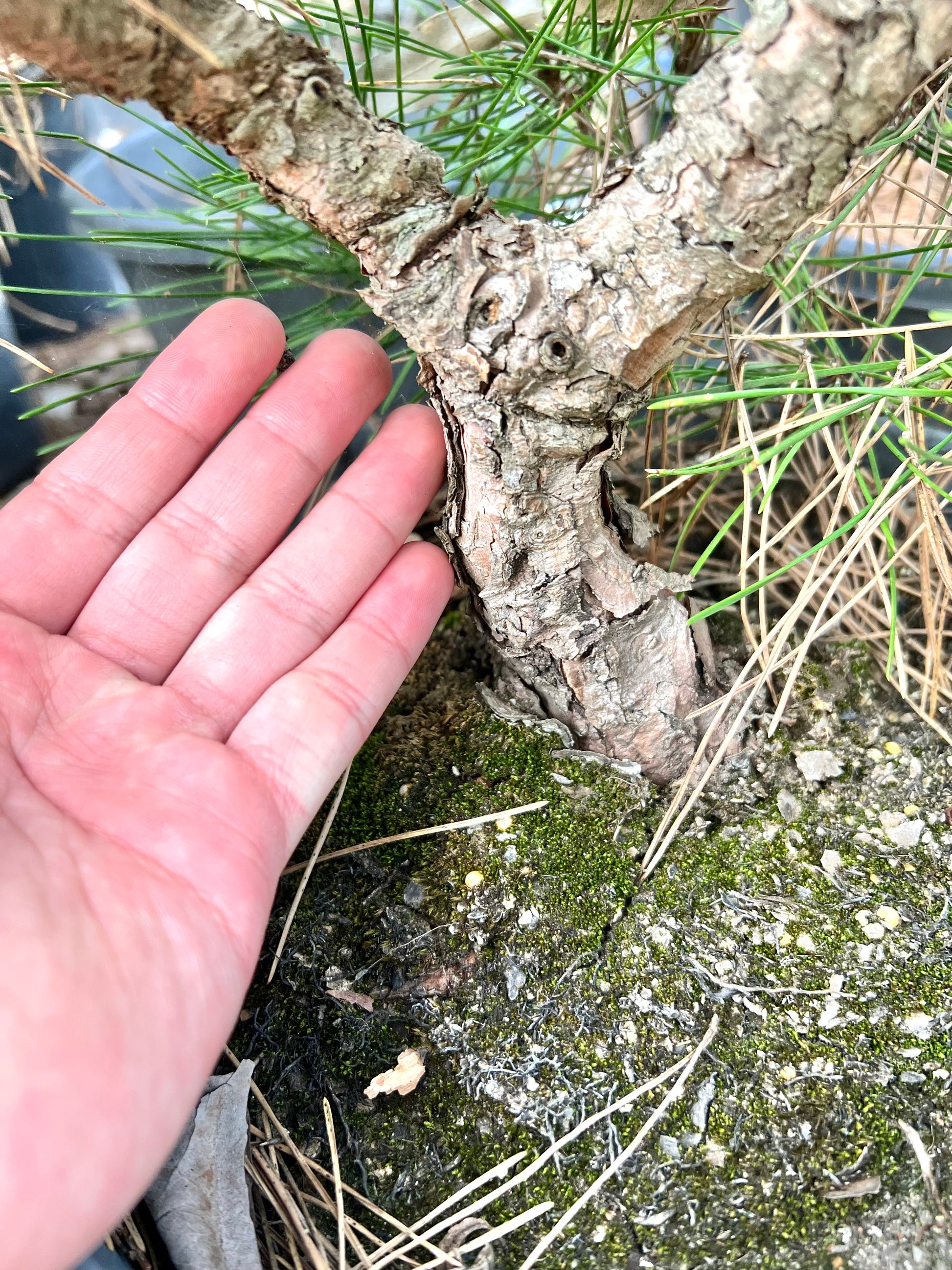 12” Japanese Black Pine DIY Bonsai Tree - Bonsai Gifts Nursery