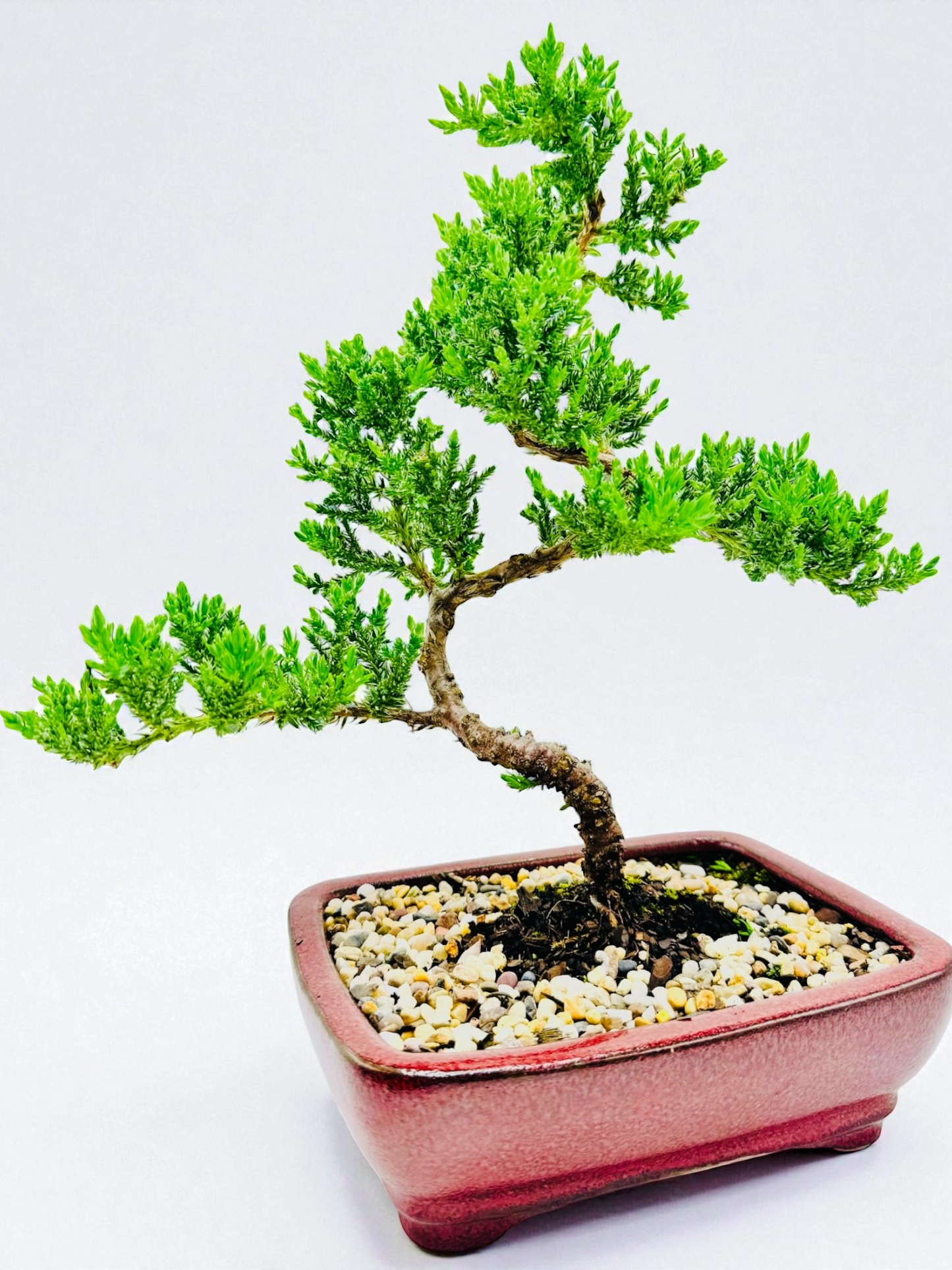 8 Inch Juniper Squamata Bonsai Tree - Red Rectangular Pot