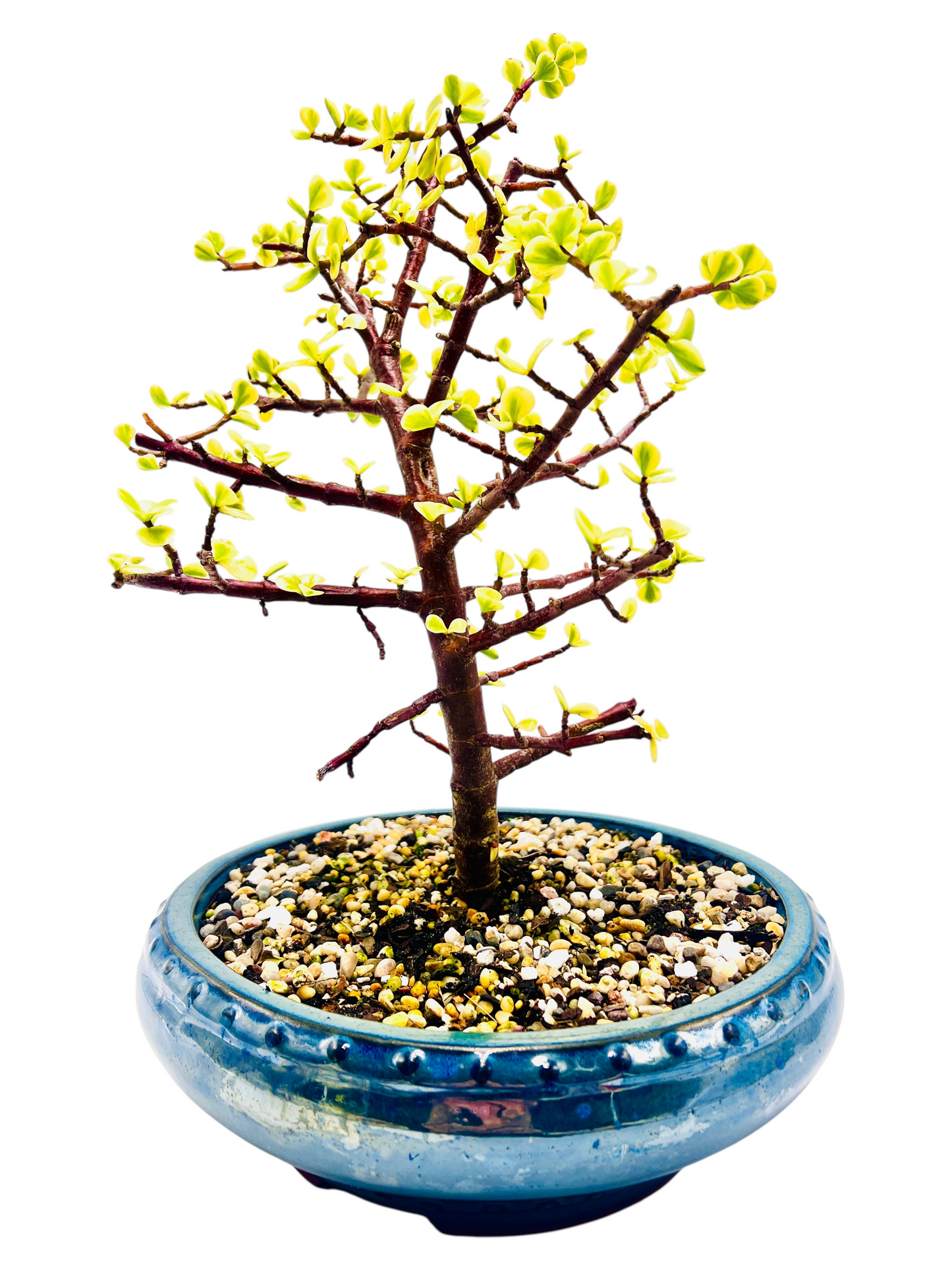 10 Inch Variegated Jade Bonsai Tree