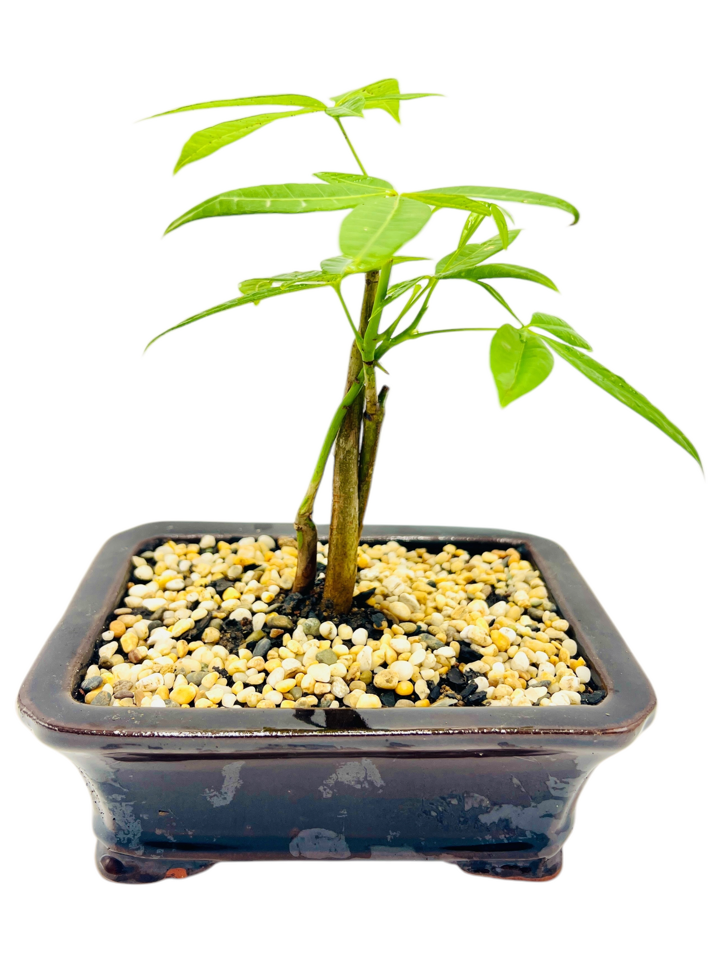 5 Leaves Triple Trunk Indoor Guiana Chestnut “Pachira Aquatica” Bonsai Tree 6 Inch 发财树