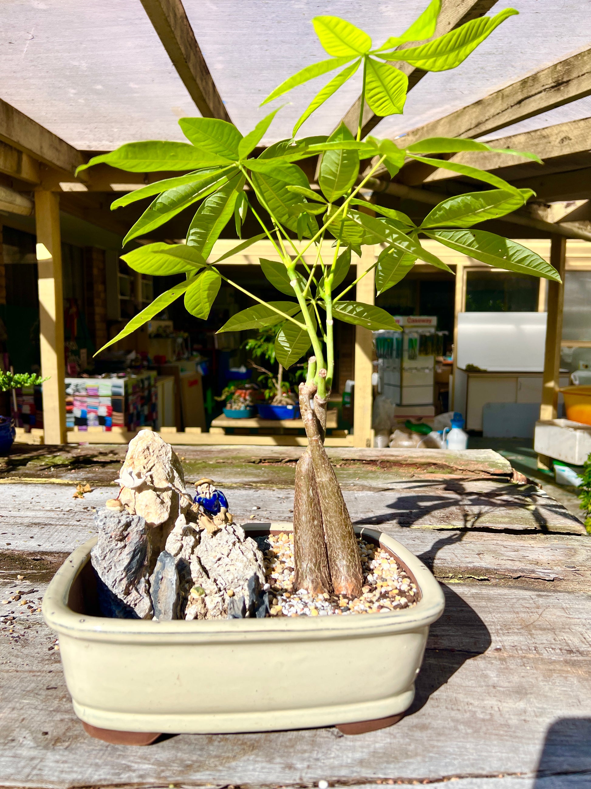 Rock Feature Twin Trunk Braided Indoor Guiana Chestnut “Pachira Aquatica” Bonsai Tree 12 Inch 发财树 - Bonsai Gifts Nursery