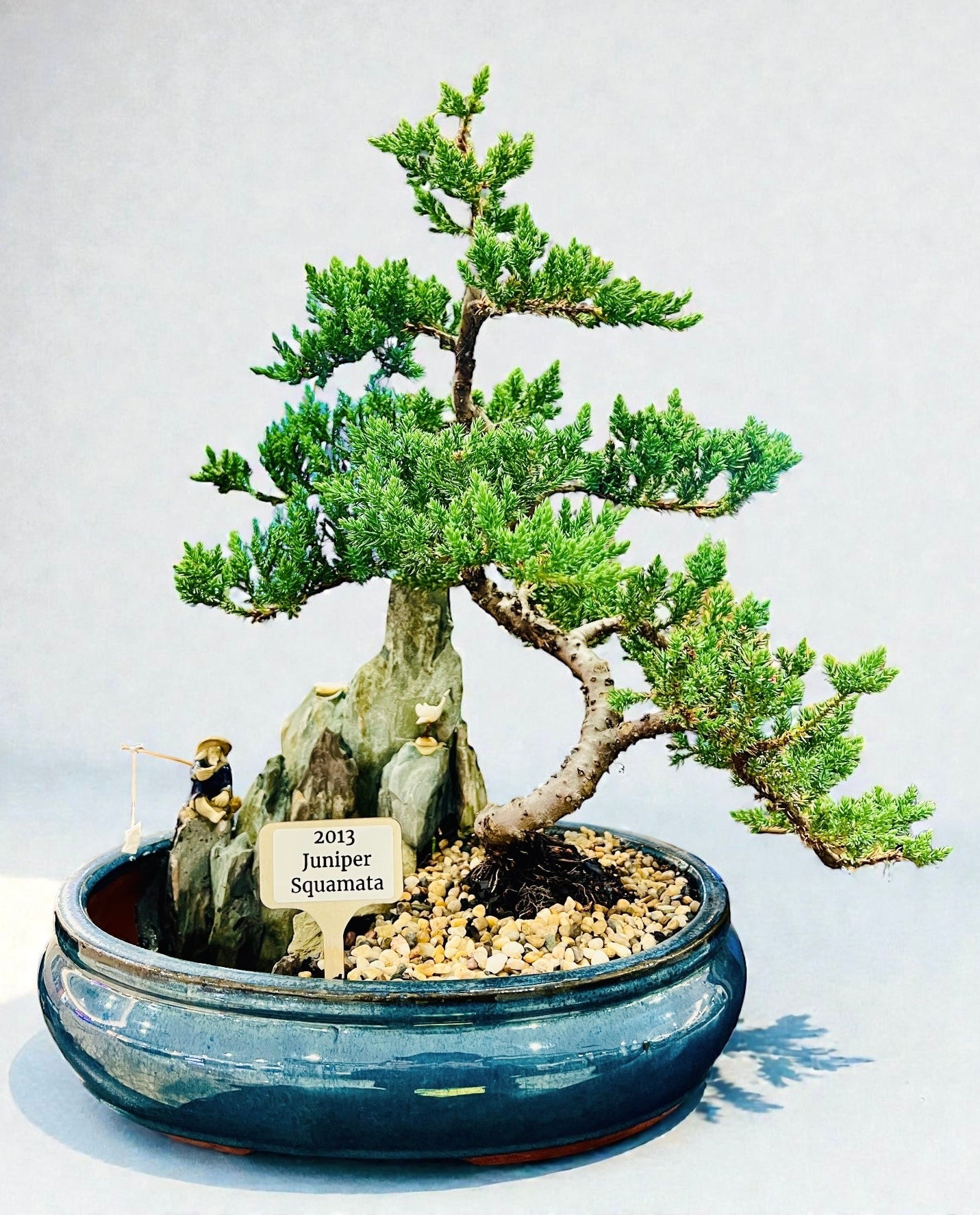 2013 Juniper With Rock Feature Bonsai Tree
