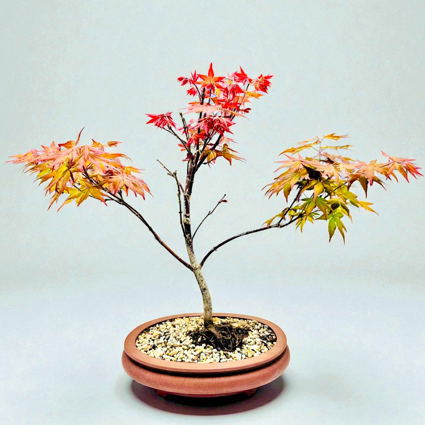 Japanese Red Maple Bonsai Tree
