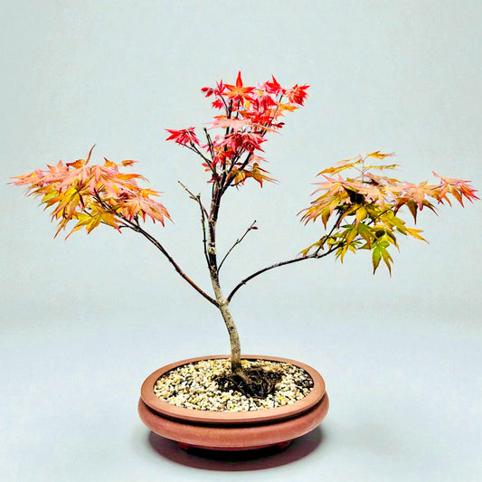 Japanese Red Maple Bonsai Tree