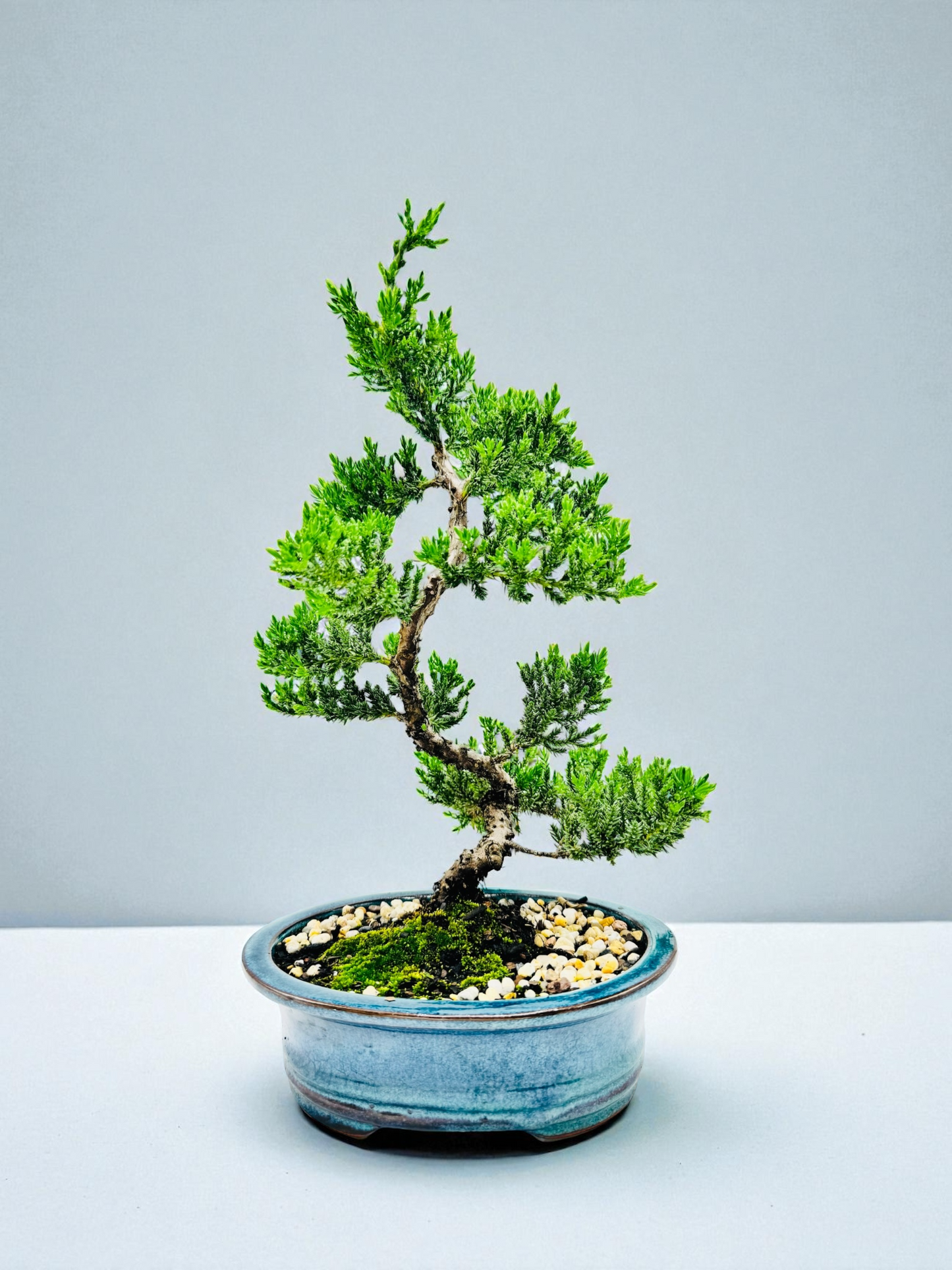 8 Inch Juniper Squamata Bonsai Tree - Teal Oval Pot