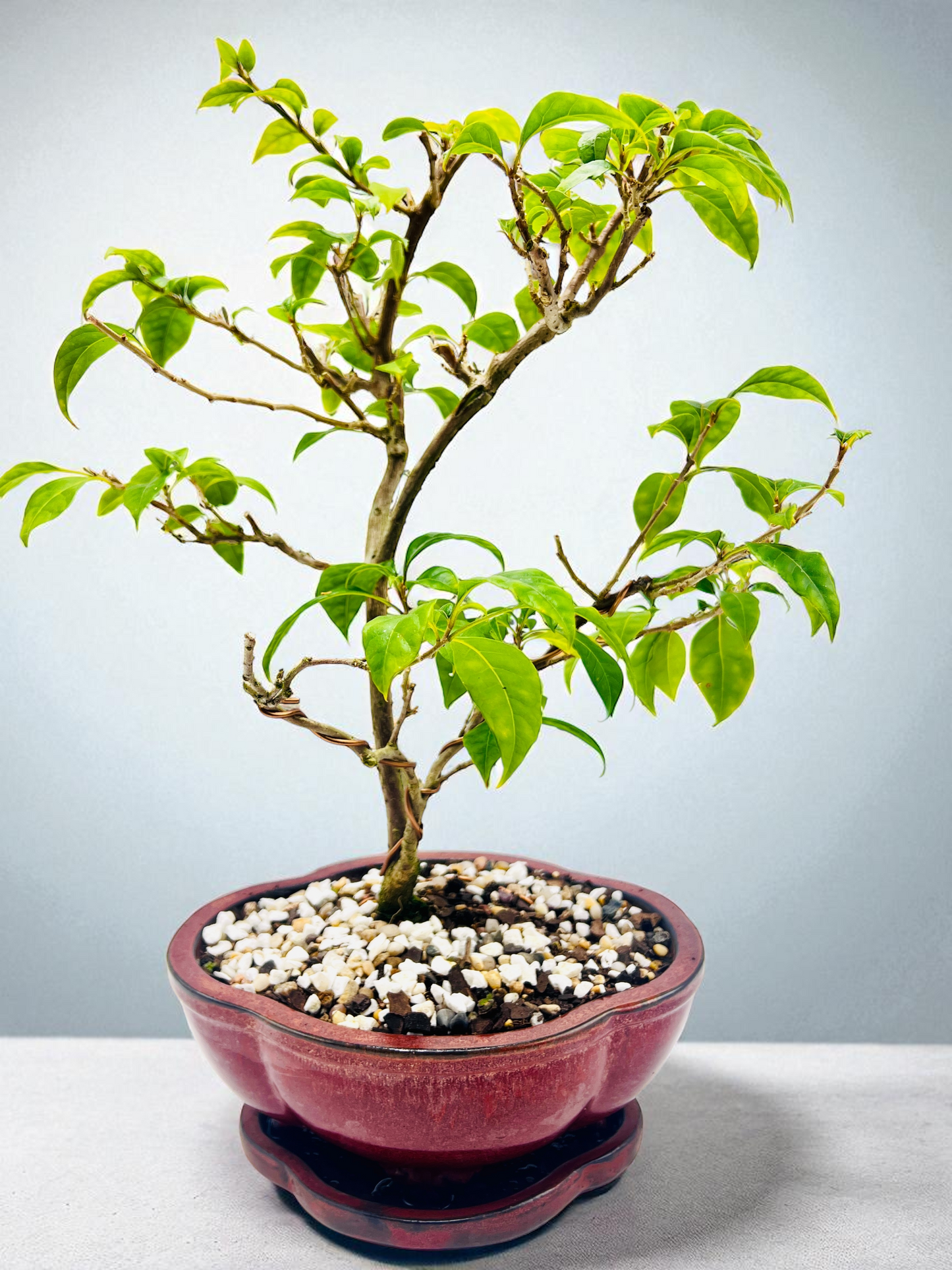 Special Request - 8” Purple Bougainvillea 6 Years Old 50cm Tall With Saucer