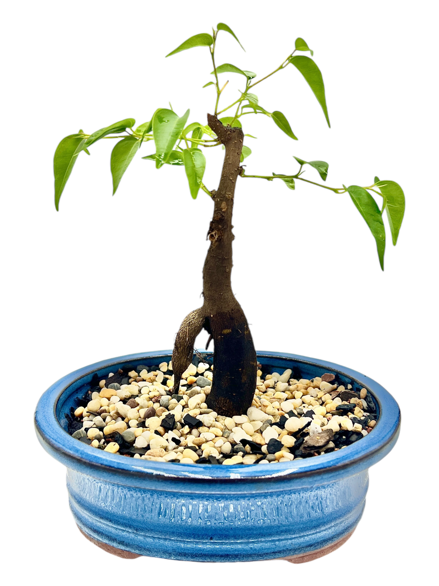 Weeping Fig Buddha Belly Bonsai Tree 6 Inch
