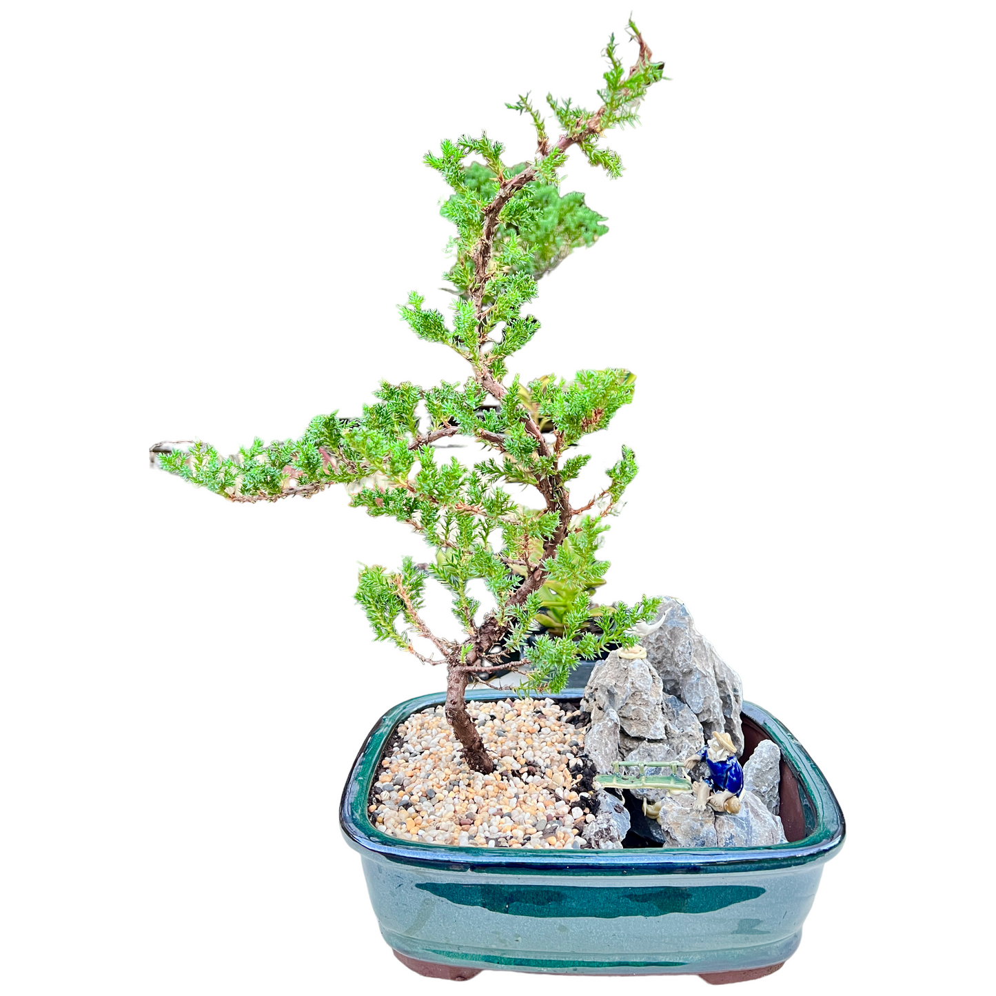 12 Inch Juniper Bonsai Tree With Rock Feature - Bonsai Gifts Nursery