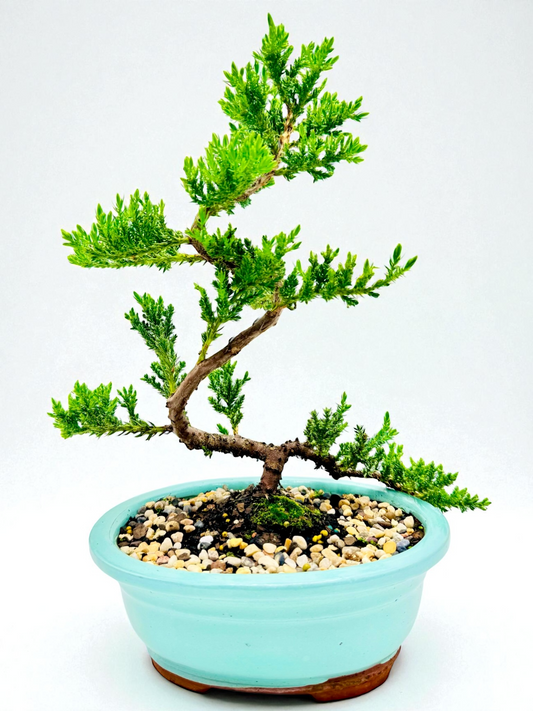8 Inch Juniper Squamata Bonsai Tree - Turqoise Oval Pot