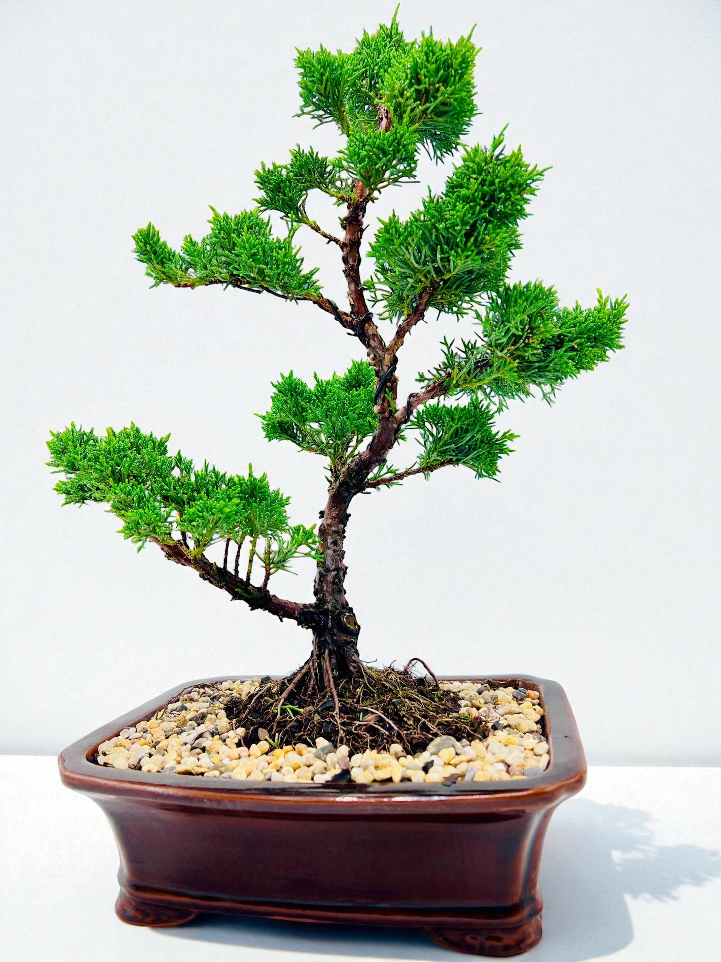 2013 Twisted Trunk Japanese Shimpaku Juniper Bonsai Tree
