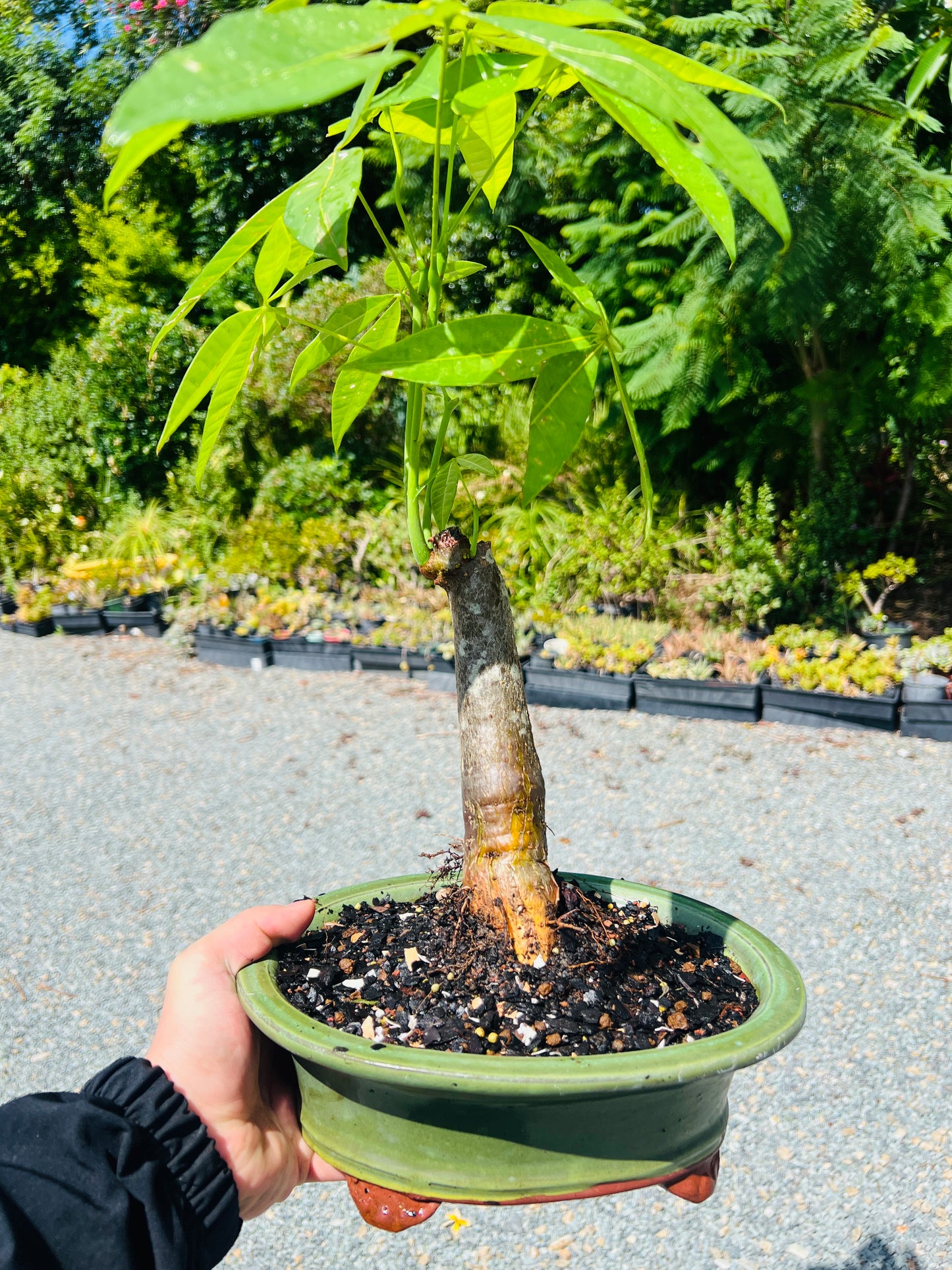 2018 Indoor Guiana Chestnut “Pachira Aquatica” Bonsai Tree 10 Inch 发财树