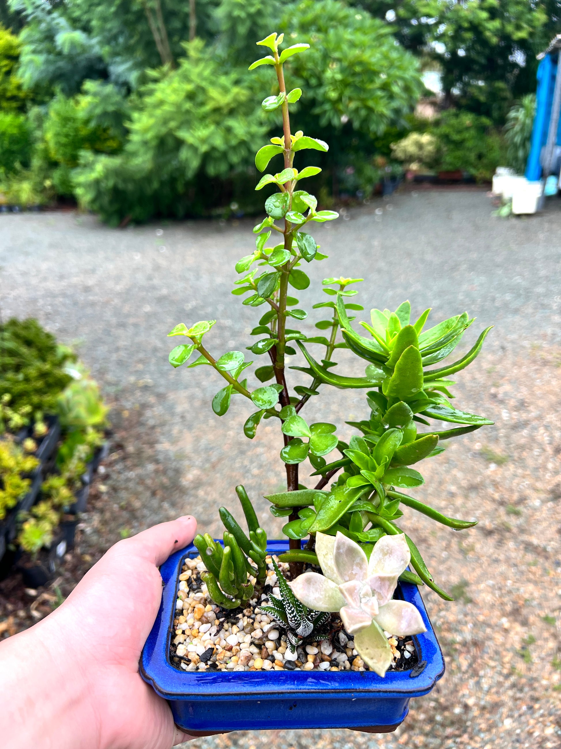 Assorted Succulents Bonsai Tree 6 Inch - Bonsai Gifts Nursery