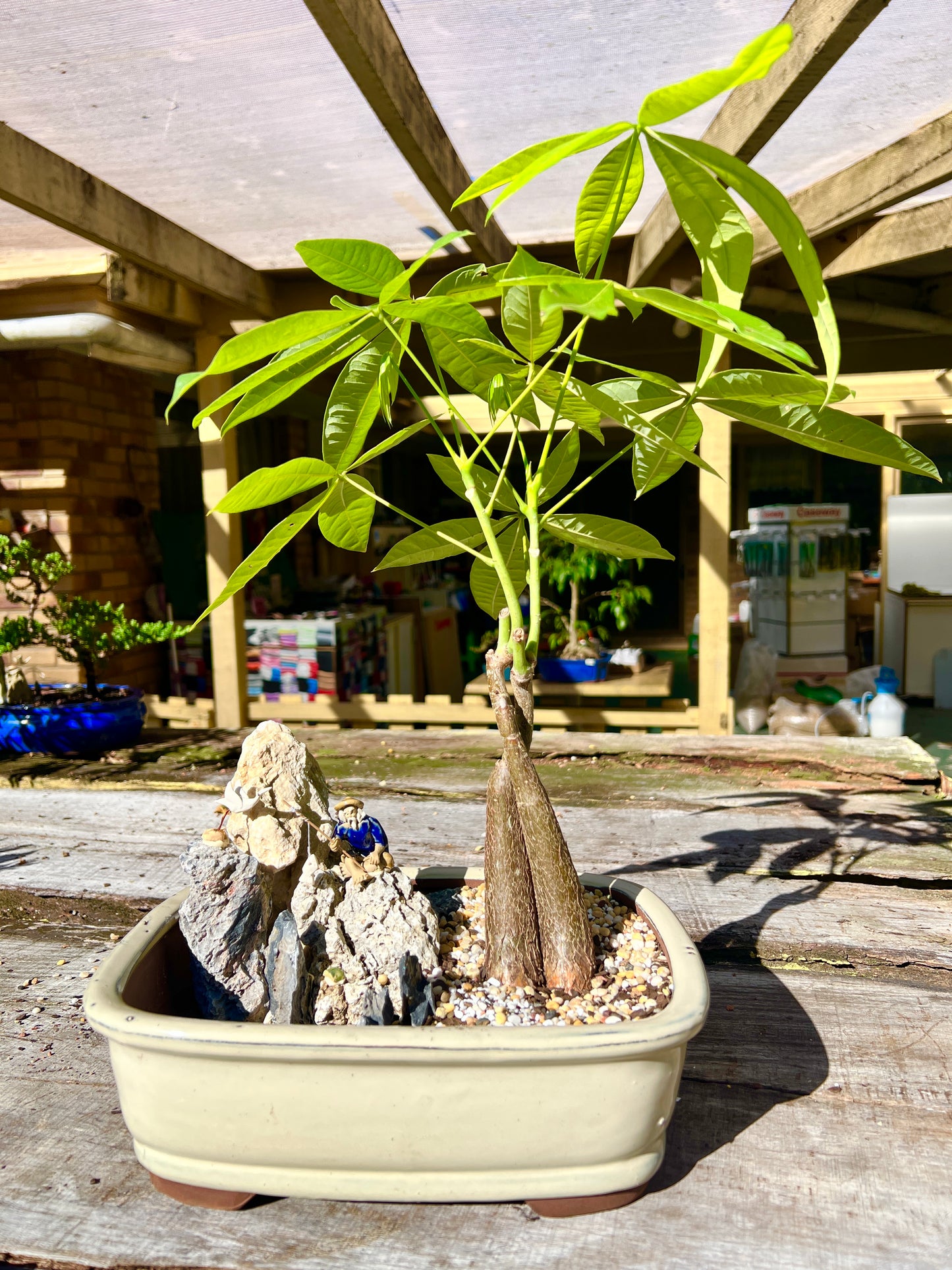 Rock Feature Twin Trunk Braided Indoor Guiana Chestnut “Pachira Aquatica” Bonsai Tree 12 Inch 发财树 - Bonsai Gifts Nursery