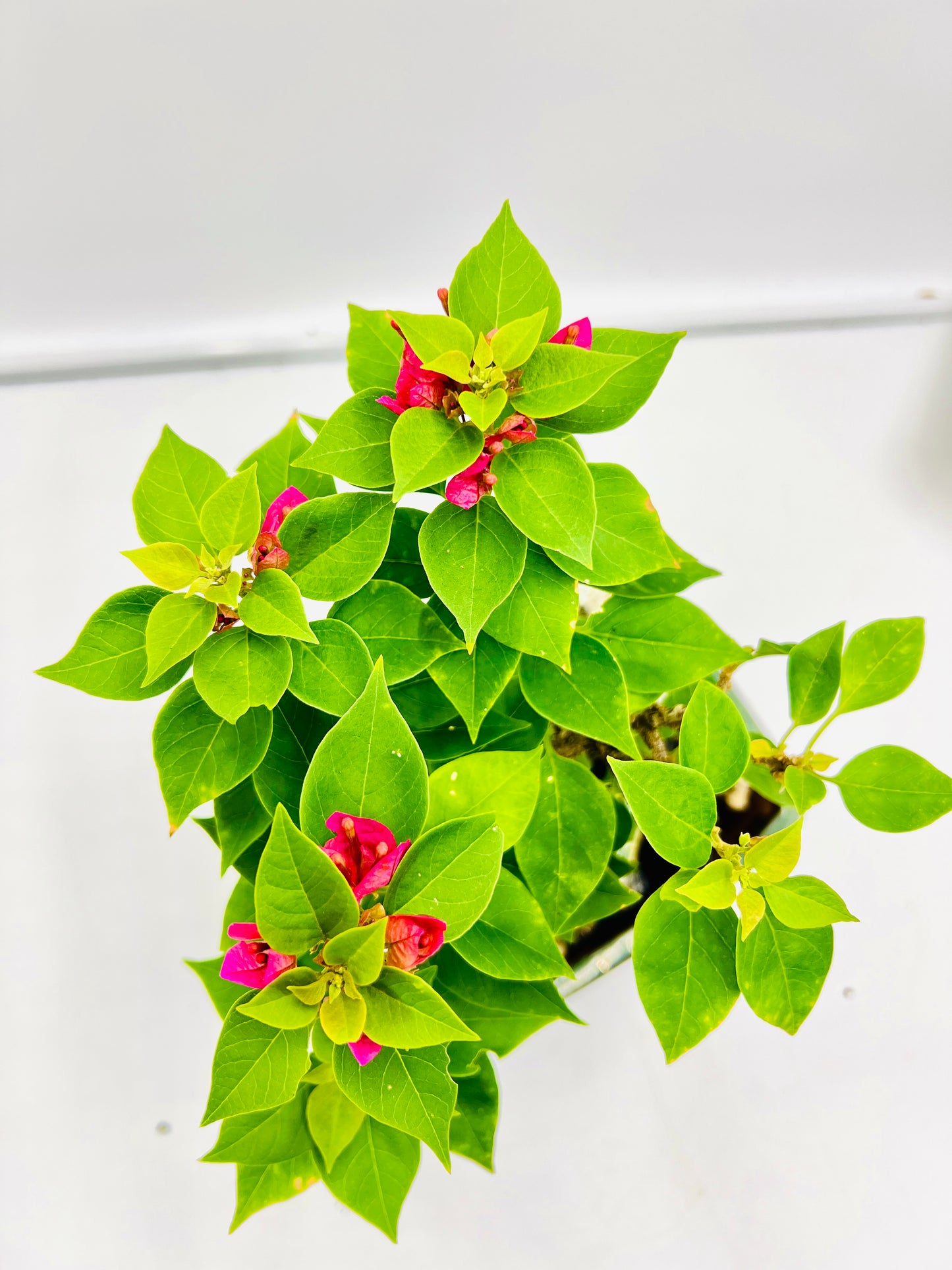 Rock Feature Pink Pixie Bougainvillea 7 Inch