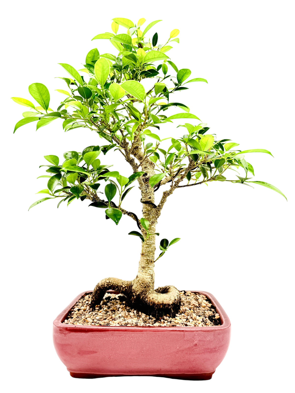 2013 Tiger Bark Fig Bonsai Tree - Red Rectangular Pot