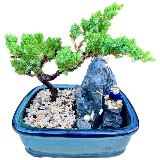 8 Inch Juniper Bonsai Tree With Rock Feature (Rectangular) - Bonsai Gifts Nursery