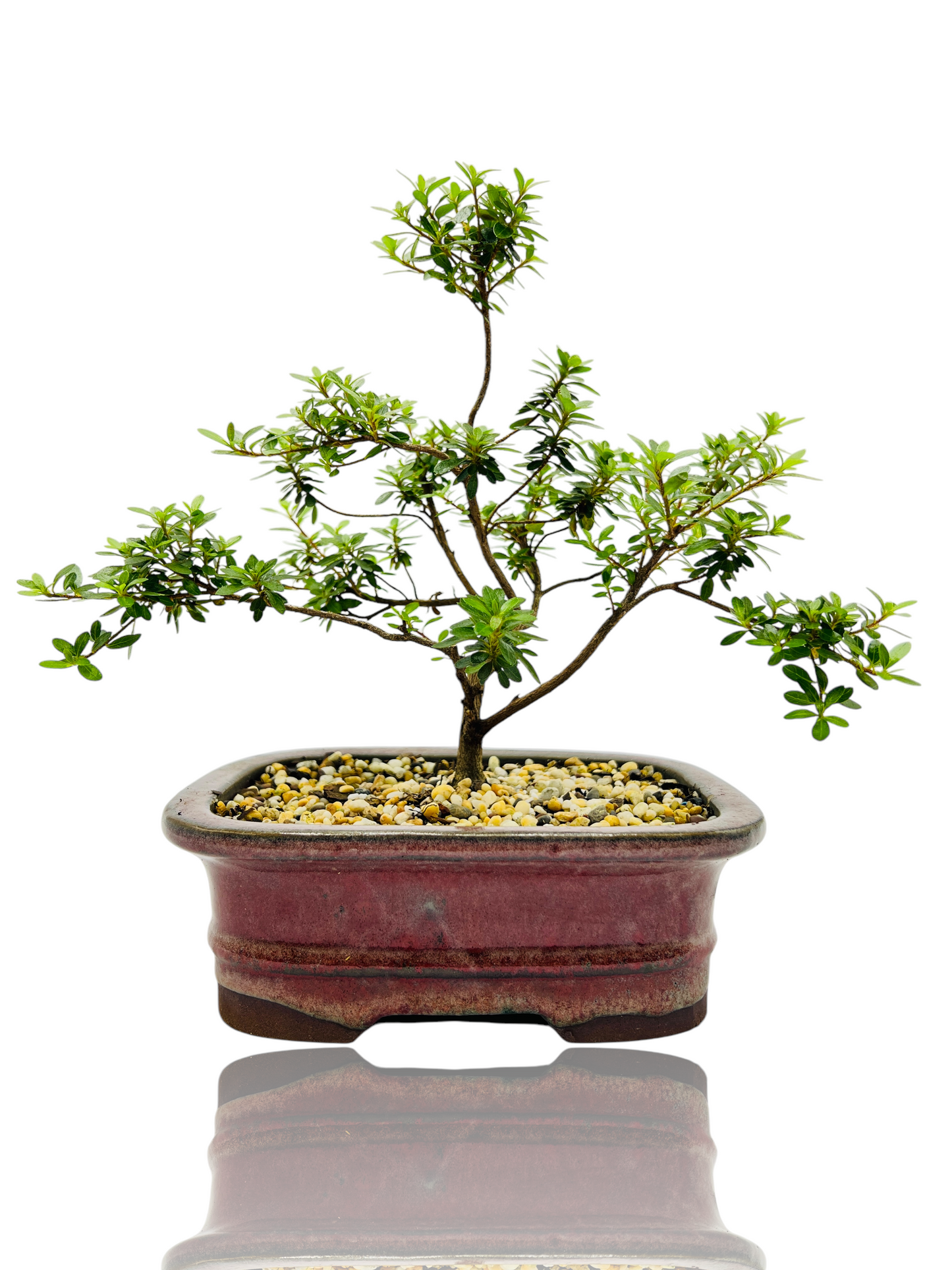 8” Saotome Azalea Bonsai Tree
