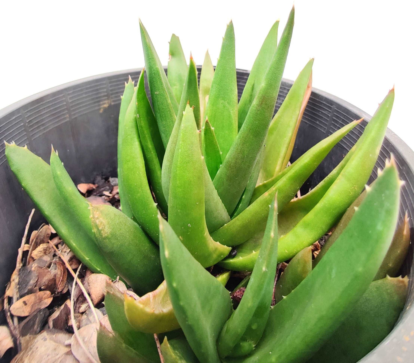 Aloe Black Gem Succulent - Bonsai Gifts Nursery