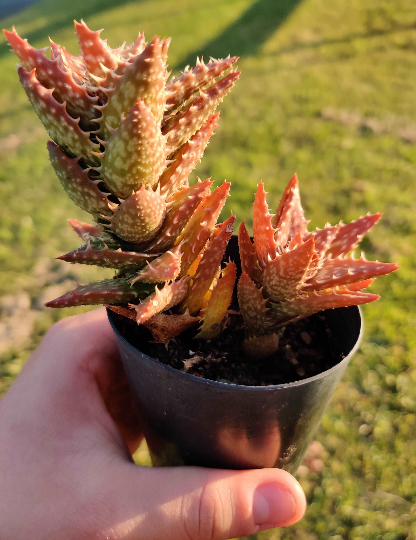 Aloe Juvenna Succulent - Bonsai Gifts Nursery