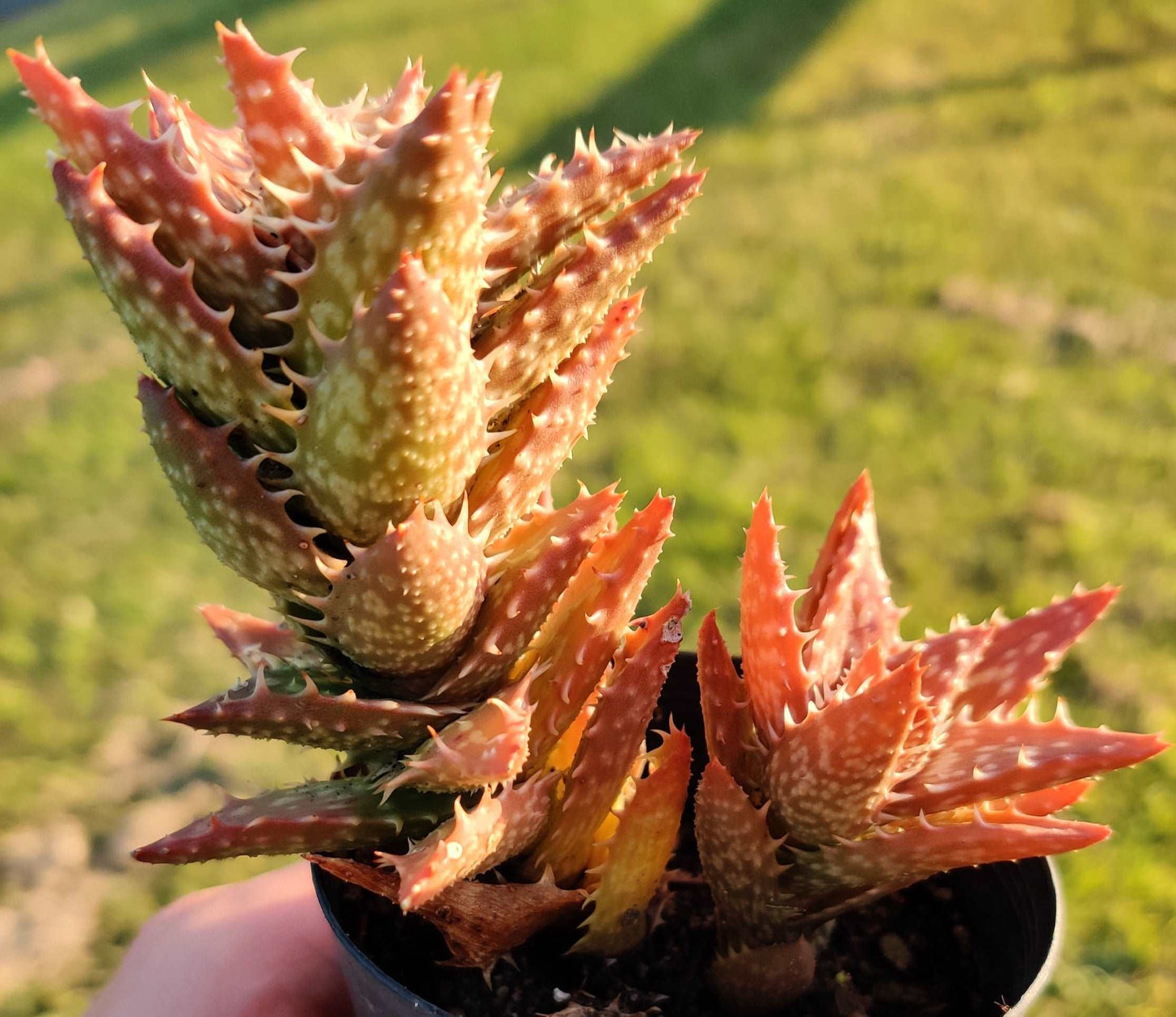 Aloe Juvenna Succulent - Bonsai Gifts Nursery