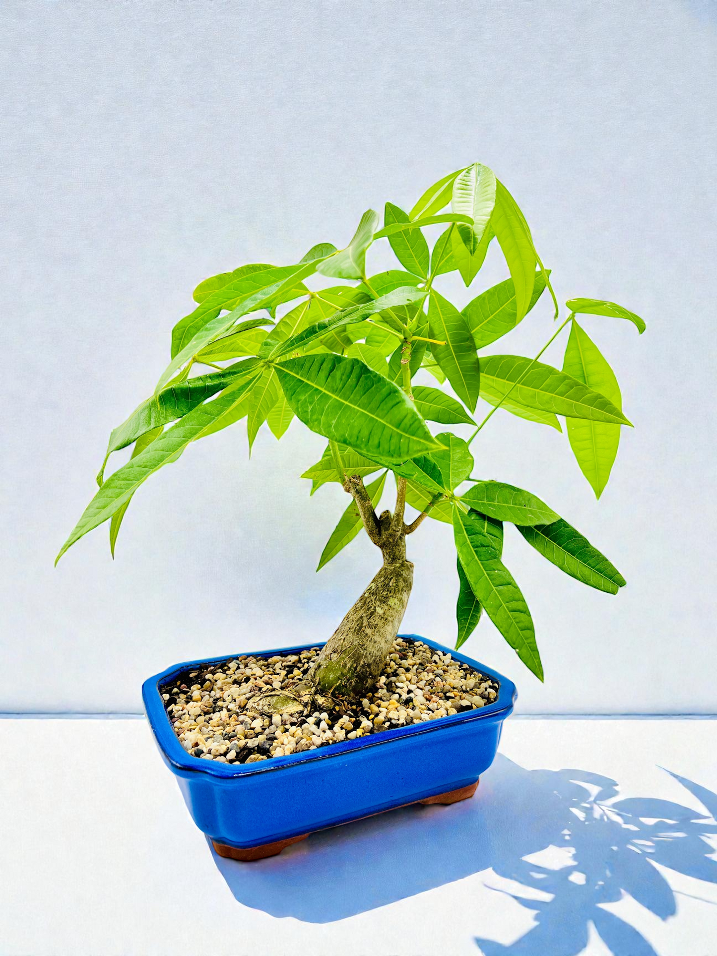 2018 Indoor Guiana Chestnut “Pachira Aquatica” Bonsai Tree 10 Inch 发财树