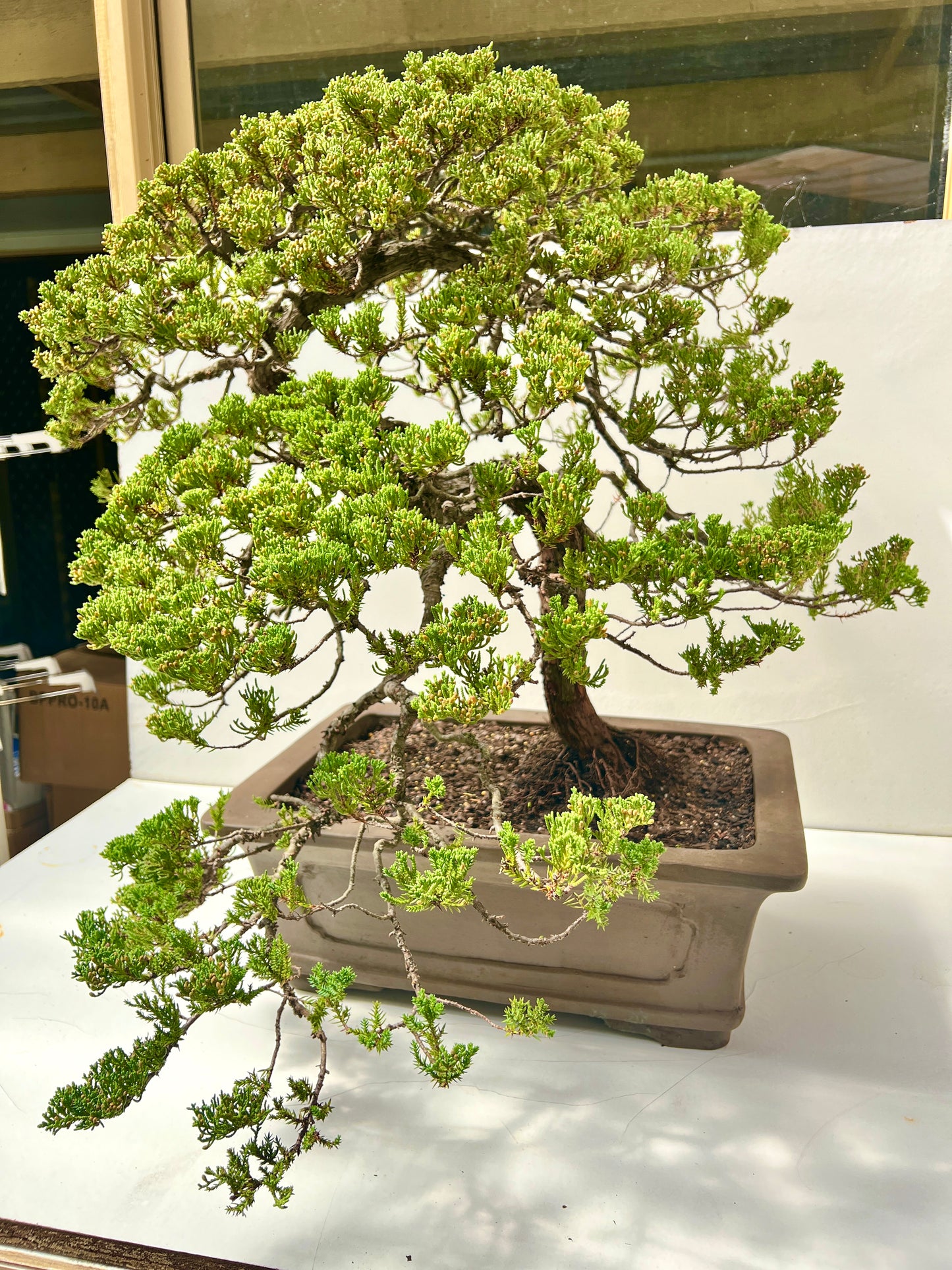 24 Year Old Juniper Squamata Bonsai Tree 85cm Tall - Bonsai Gifts Nursery