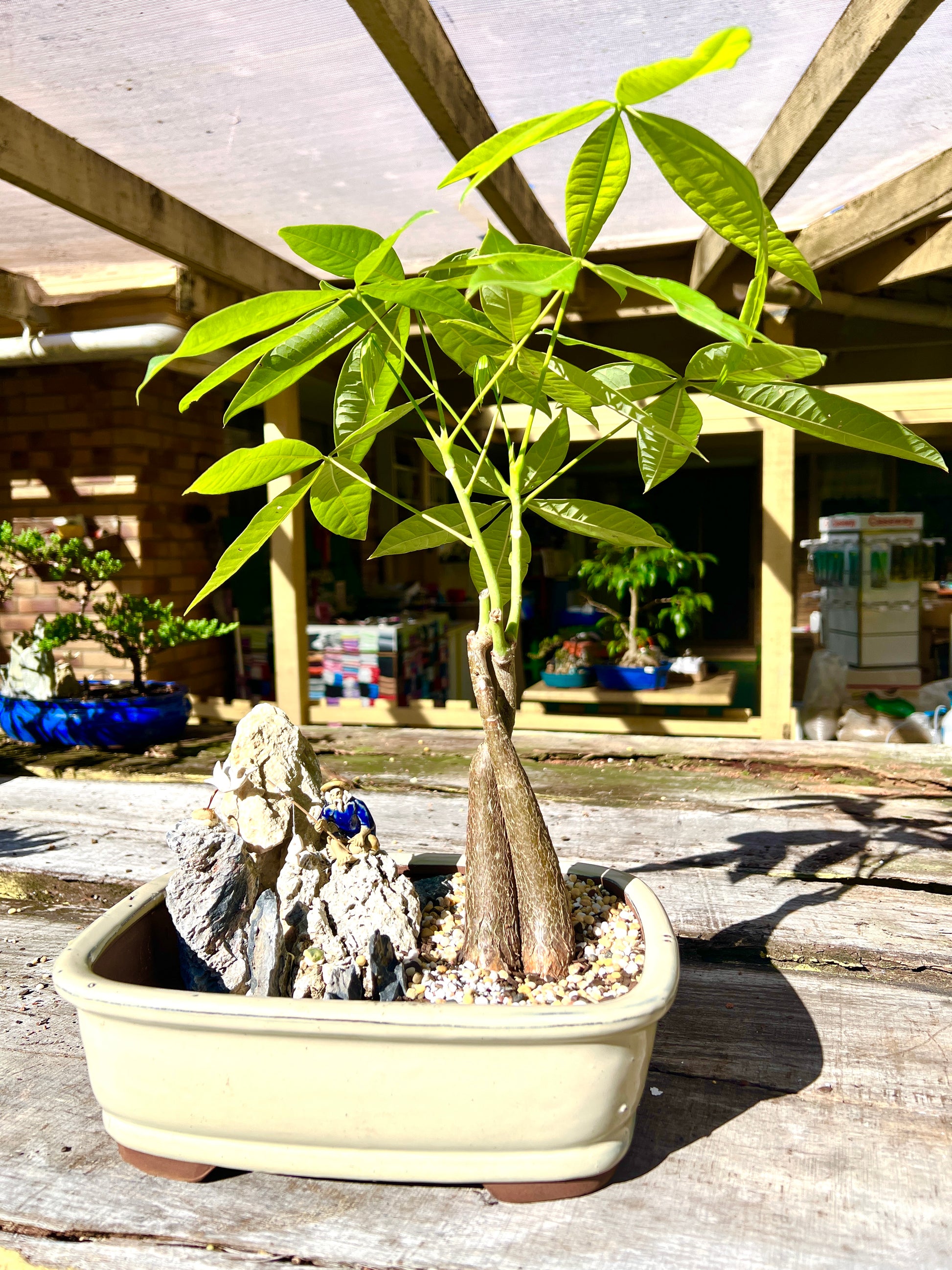 Rock Feature Twin Trunk Braided Indoor Guiana Chestnut “Pachira Aquatica” Bonsai Tree 12 Inch 发财树 - Bonsai Gifts Nursery