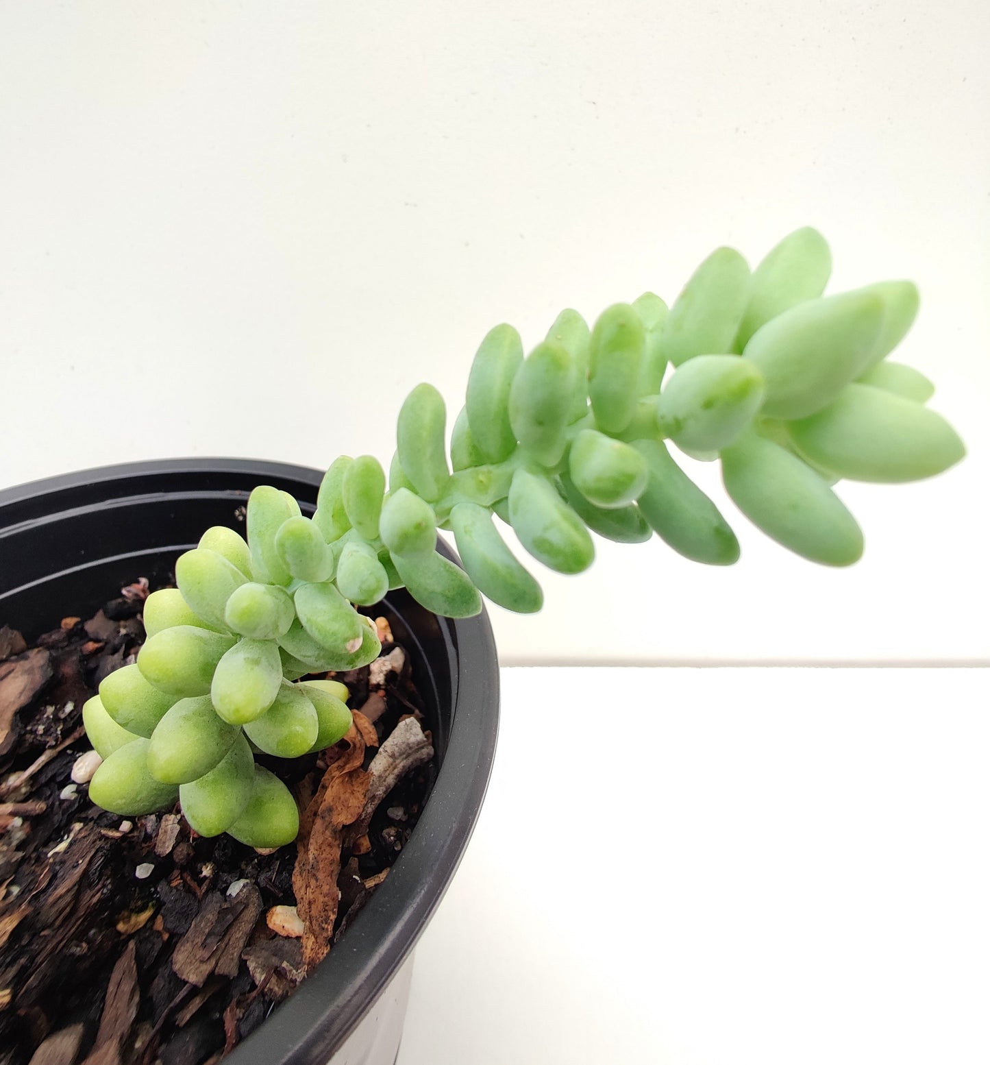 Burro's Tail Succulent - Bonsai Gifts Nursery