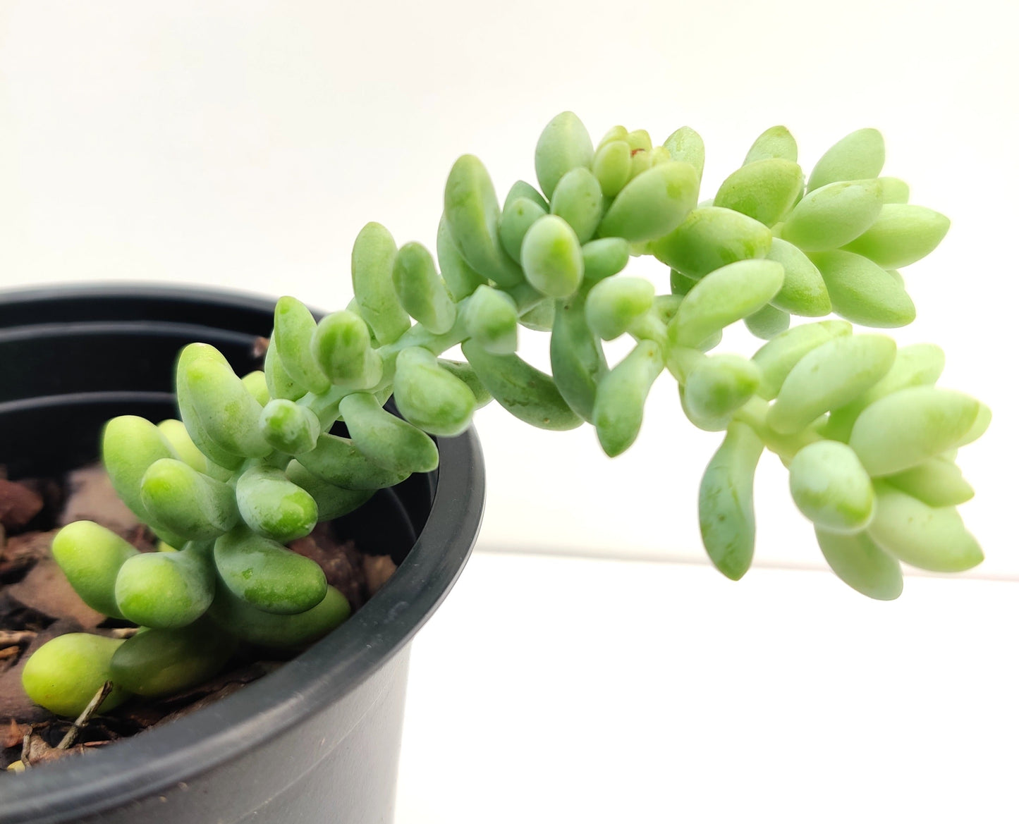 Burro's Tail Succulent - Bonsai Gifts Nursery