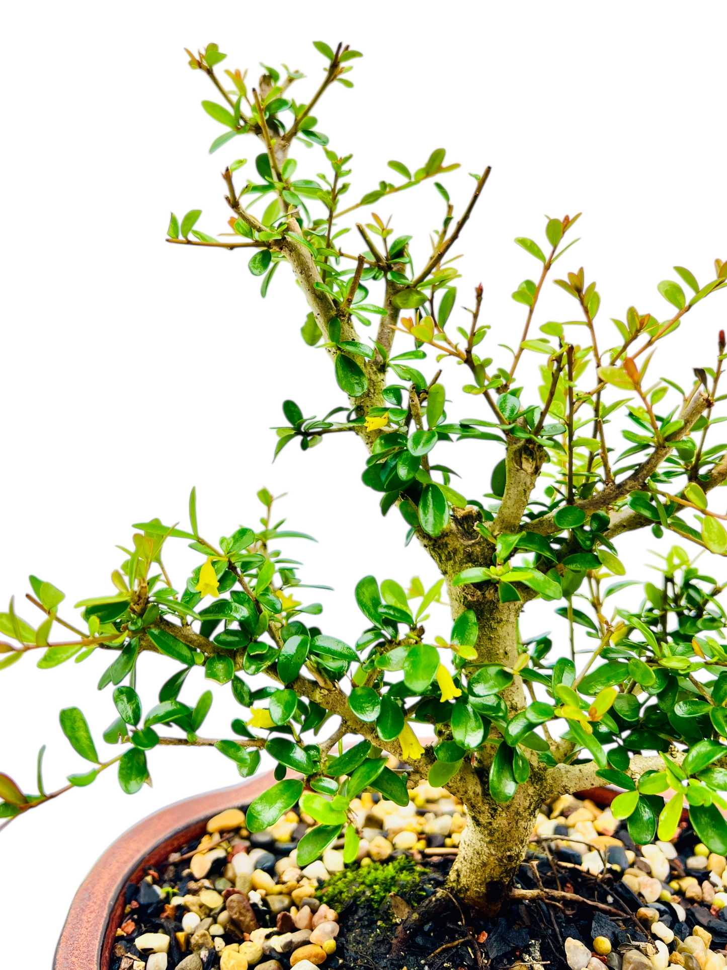 8 Inch Neea Buxifolia Bonsai Tree - Rustic Pot With Saucer