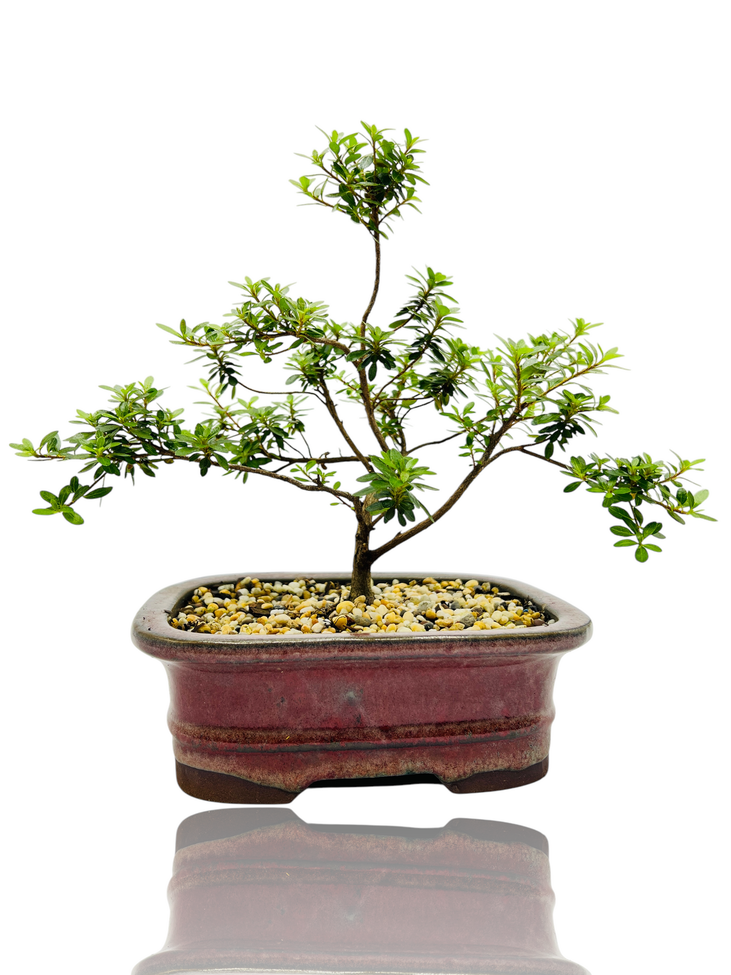 8” Saotome Azalea Bonsai Tree