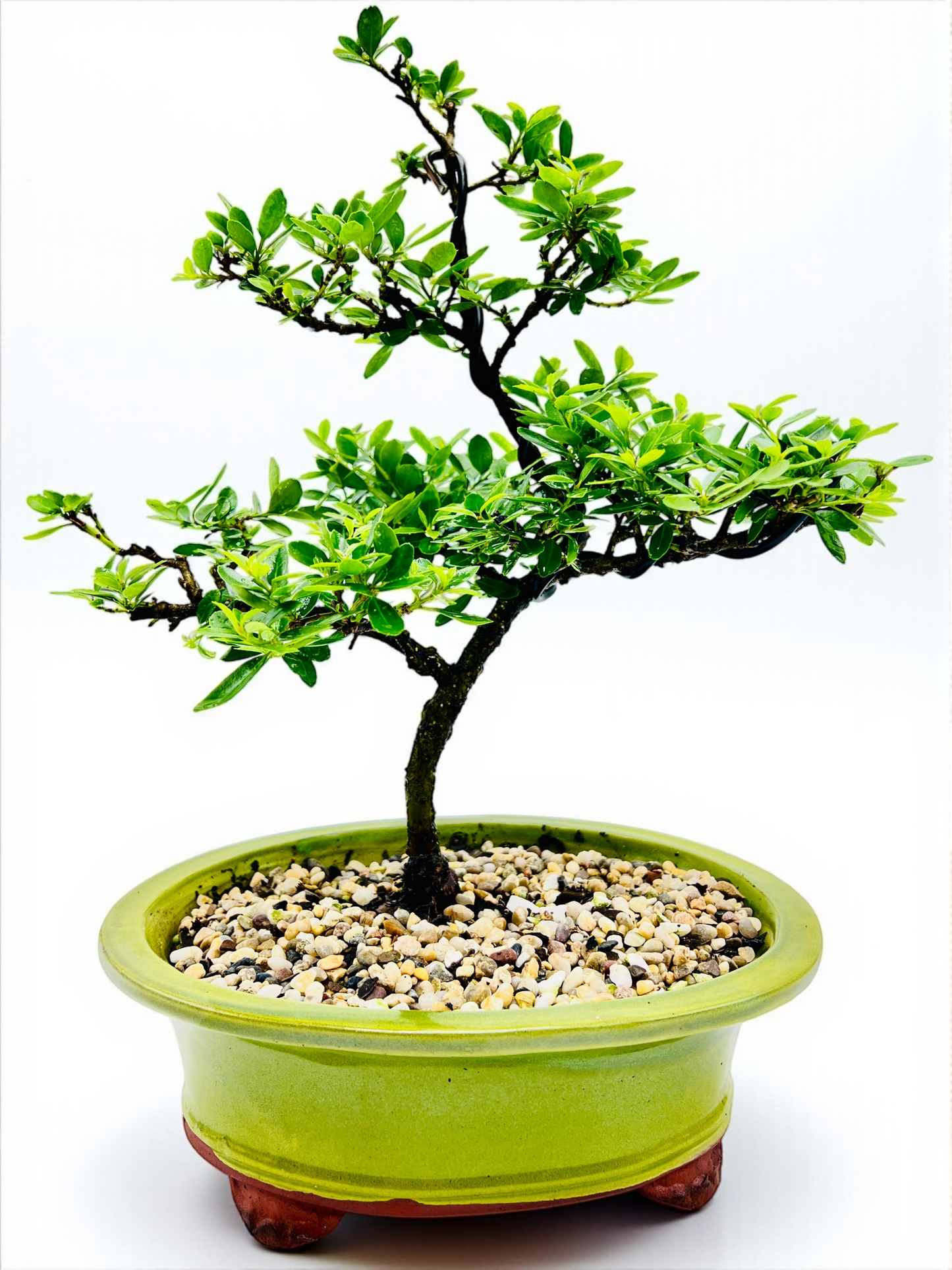 10 Inch Japanese Dwarf Holly Bonsai Tree - Green Oval Pot