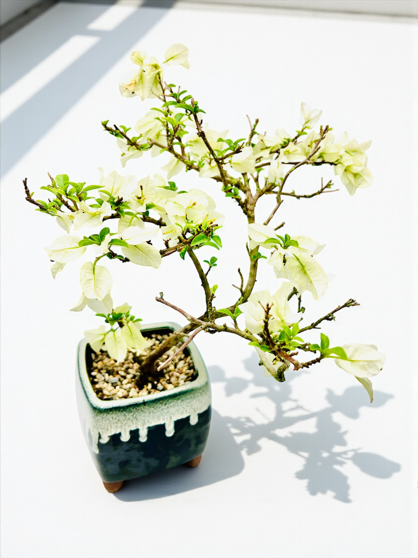 8” White Bougainvillea Bonsai Tree 5 Years Old 40cm Tall